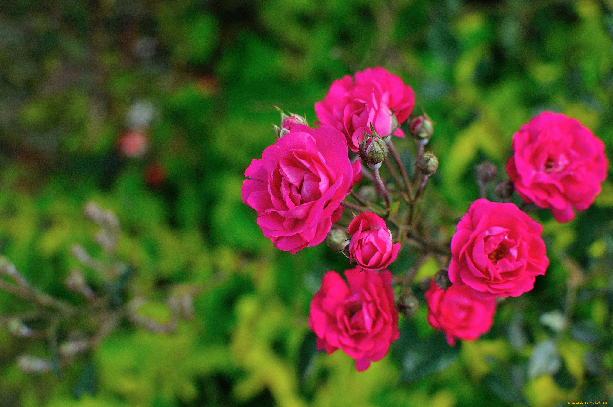 цветы, розы, малиновый