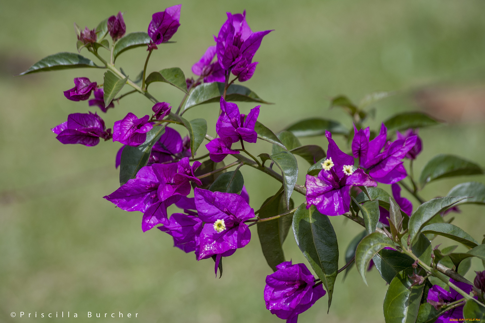 цветы, бугенвиллея, ветка