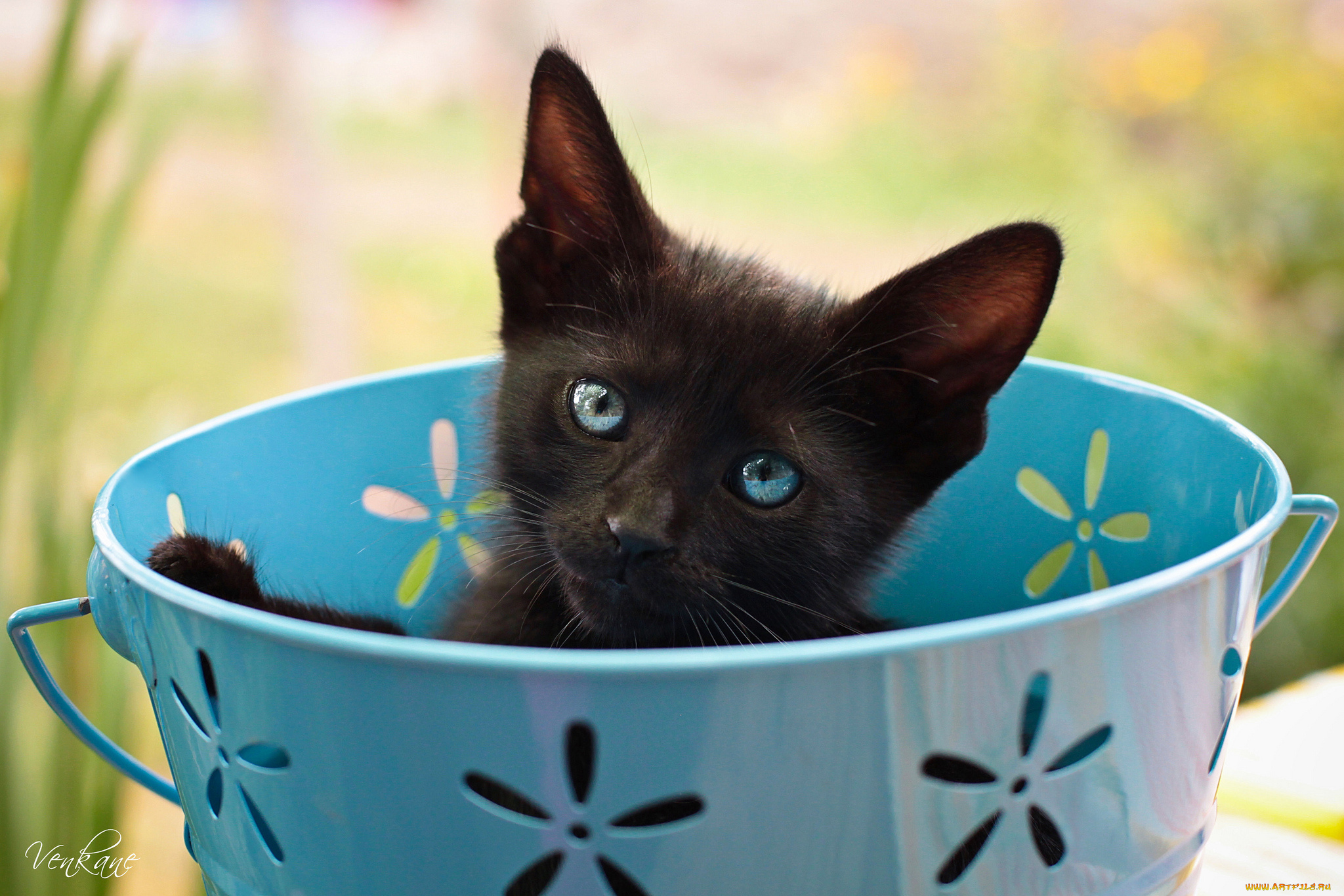животные, коты, чернушка, чашка