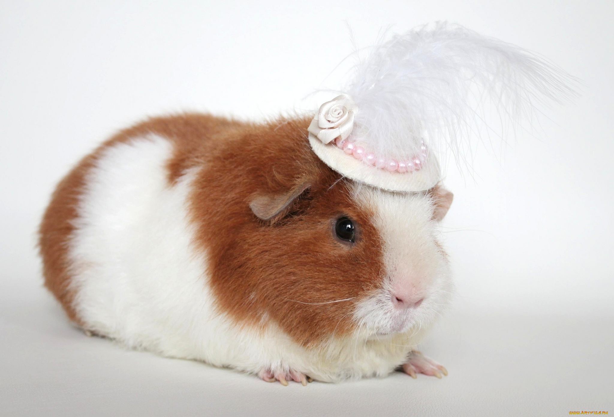 животные, морские, свинки, хомяки, шляпка, морская, свинка