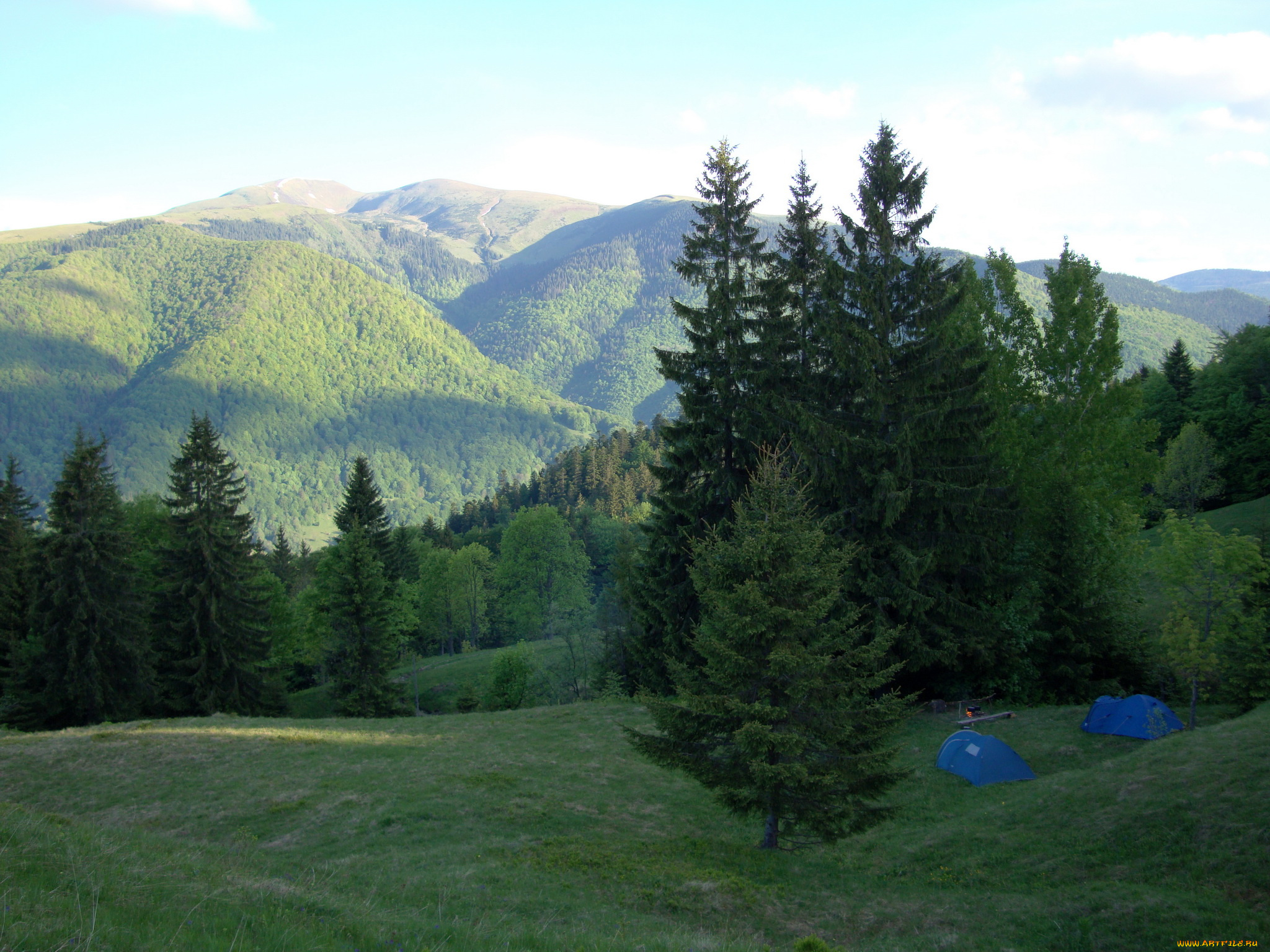 украина, закарпатье, природа, горы, лес, ели