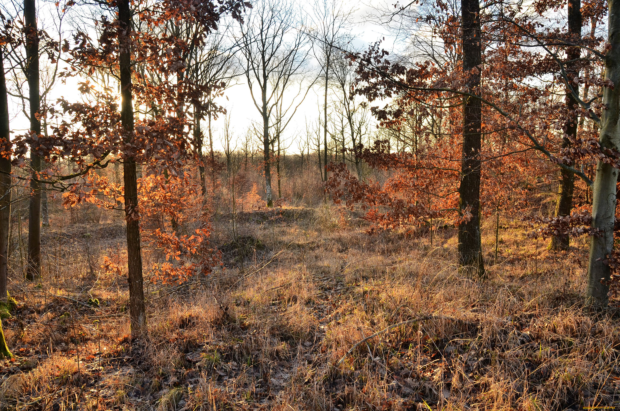 природа, лес, трава, осень