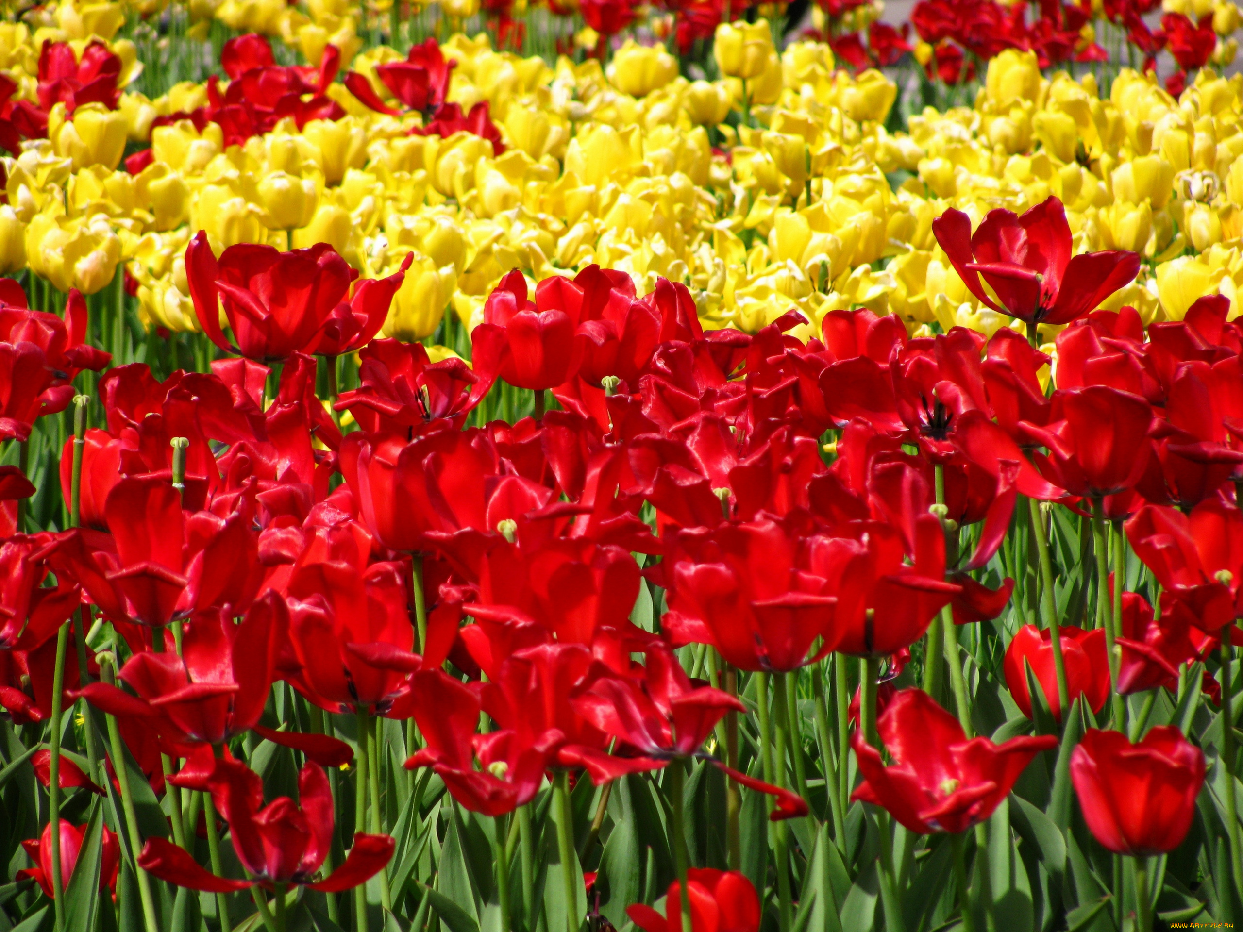 цветы, тюльпаны, лето, король, цветов