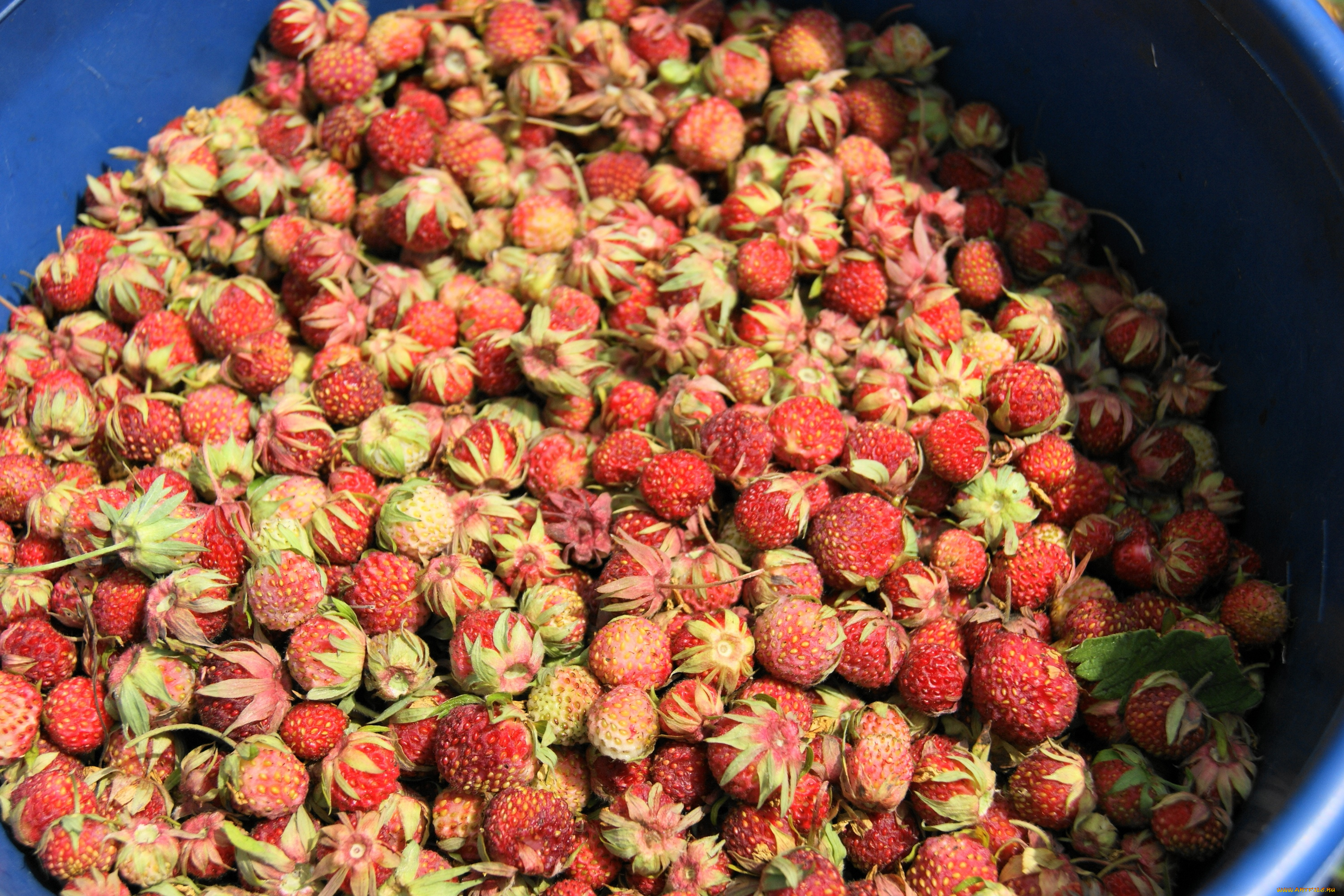 еда, клубника, земляника, дары, лета, ягоды