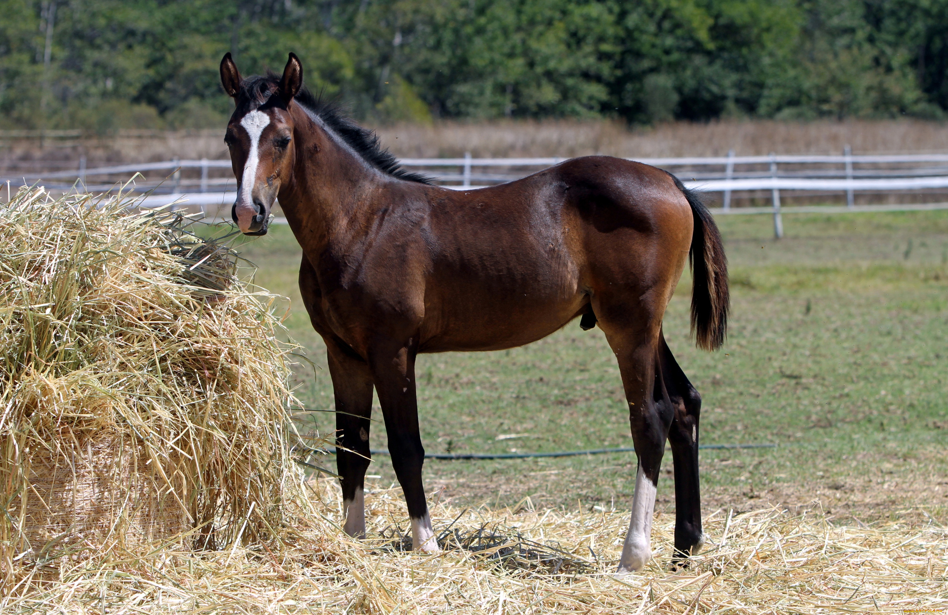 животные, лошади, жеребенок