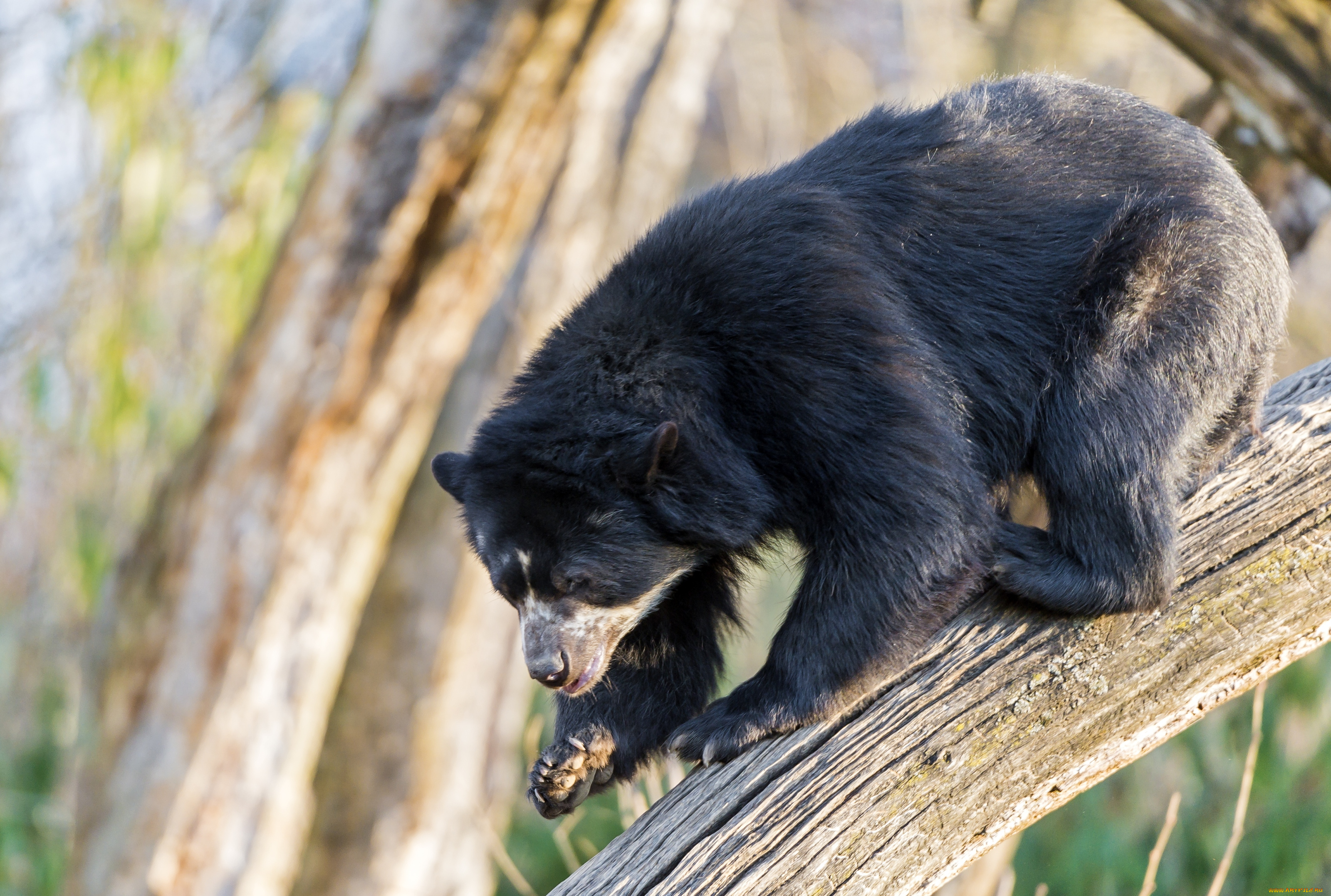 животные, медведи, очковый, медведь