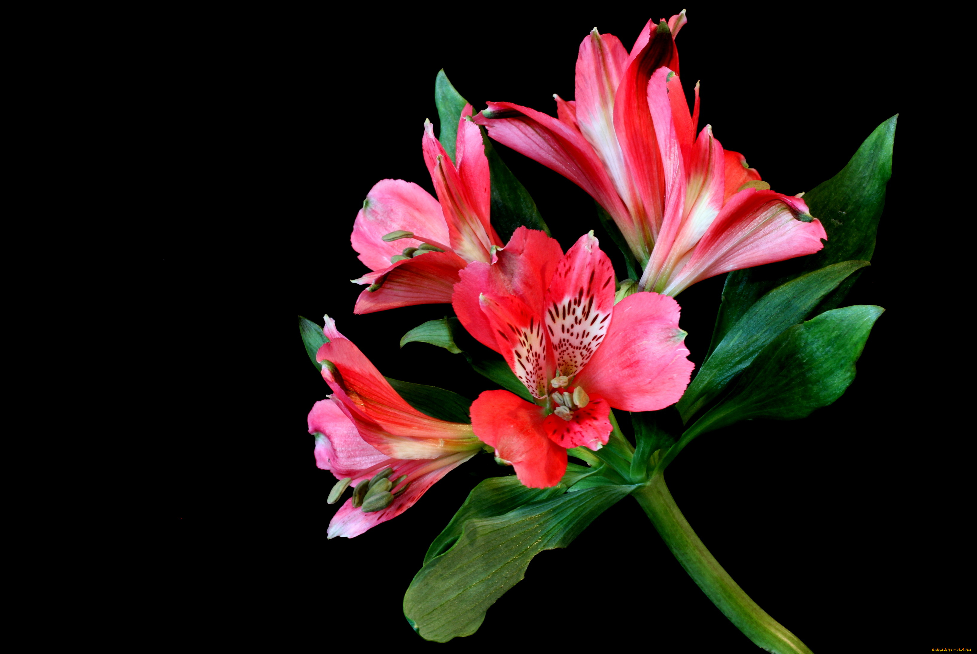 цветы, альстромерия