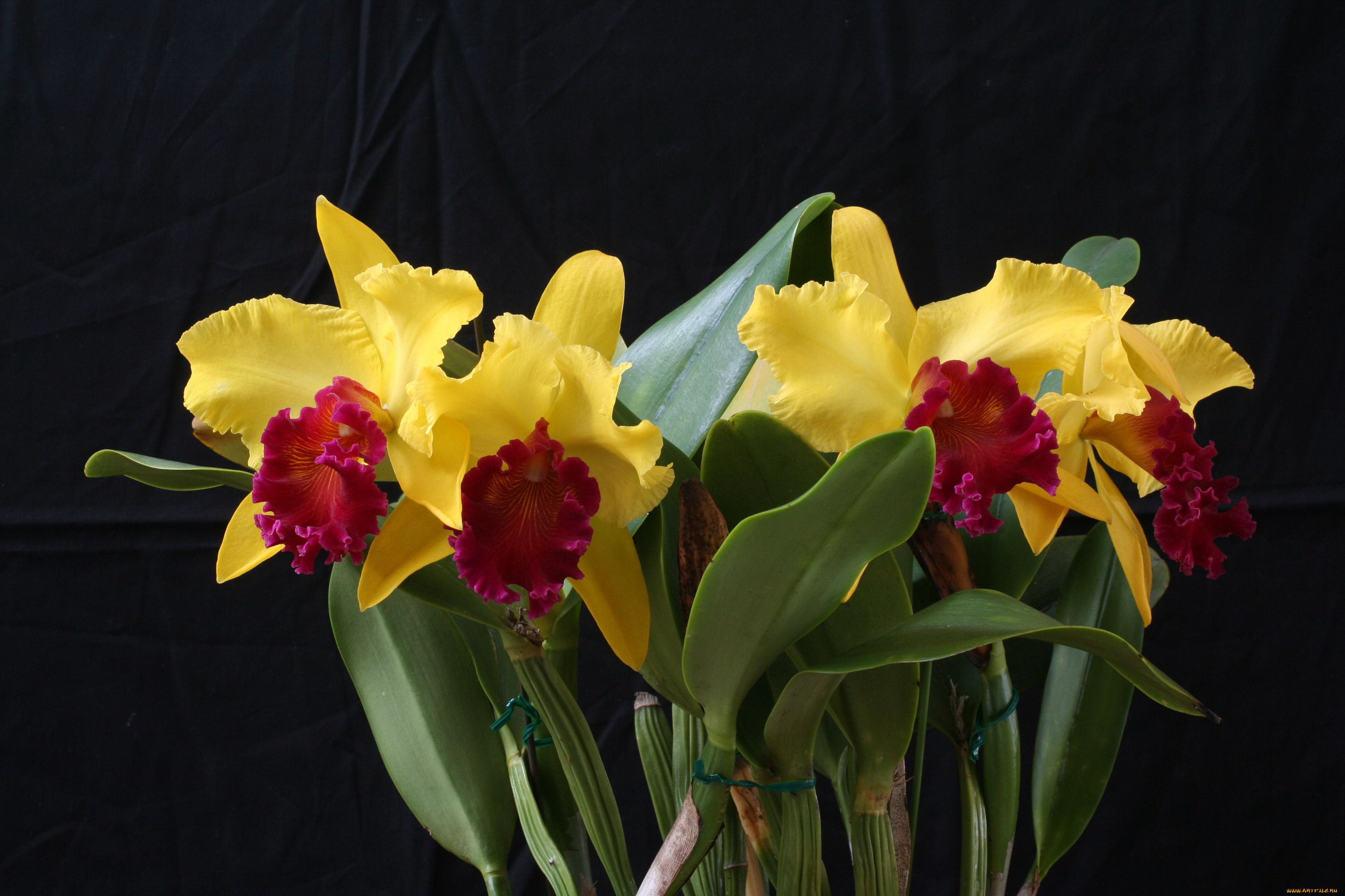 цветы, орхидеи