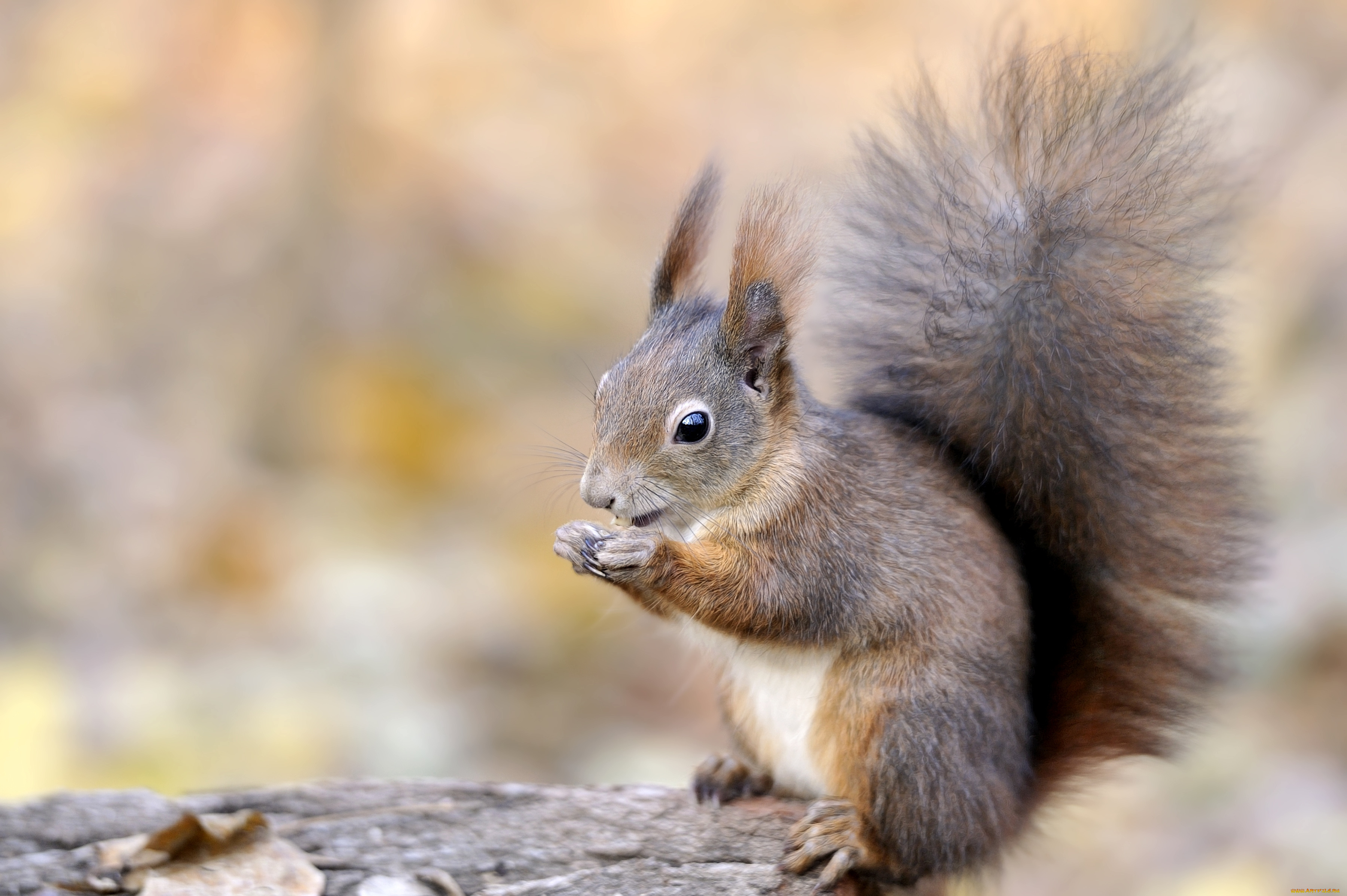 животные, белки, хвост, зверек