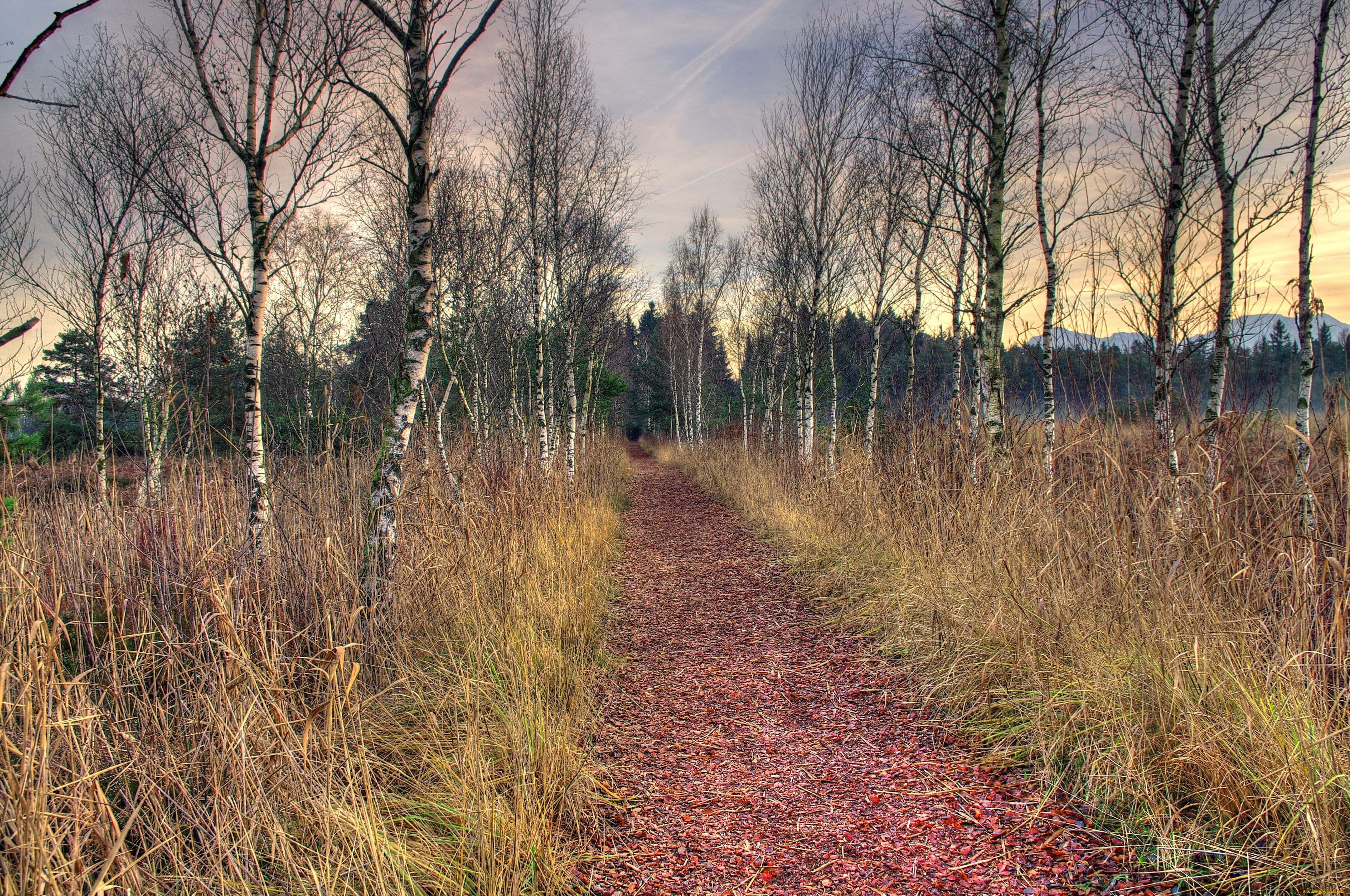пейзаж, природа, дороги, дорога, лес, берёзы, деревья, сухая, трава