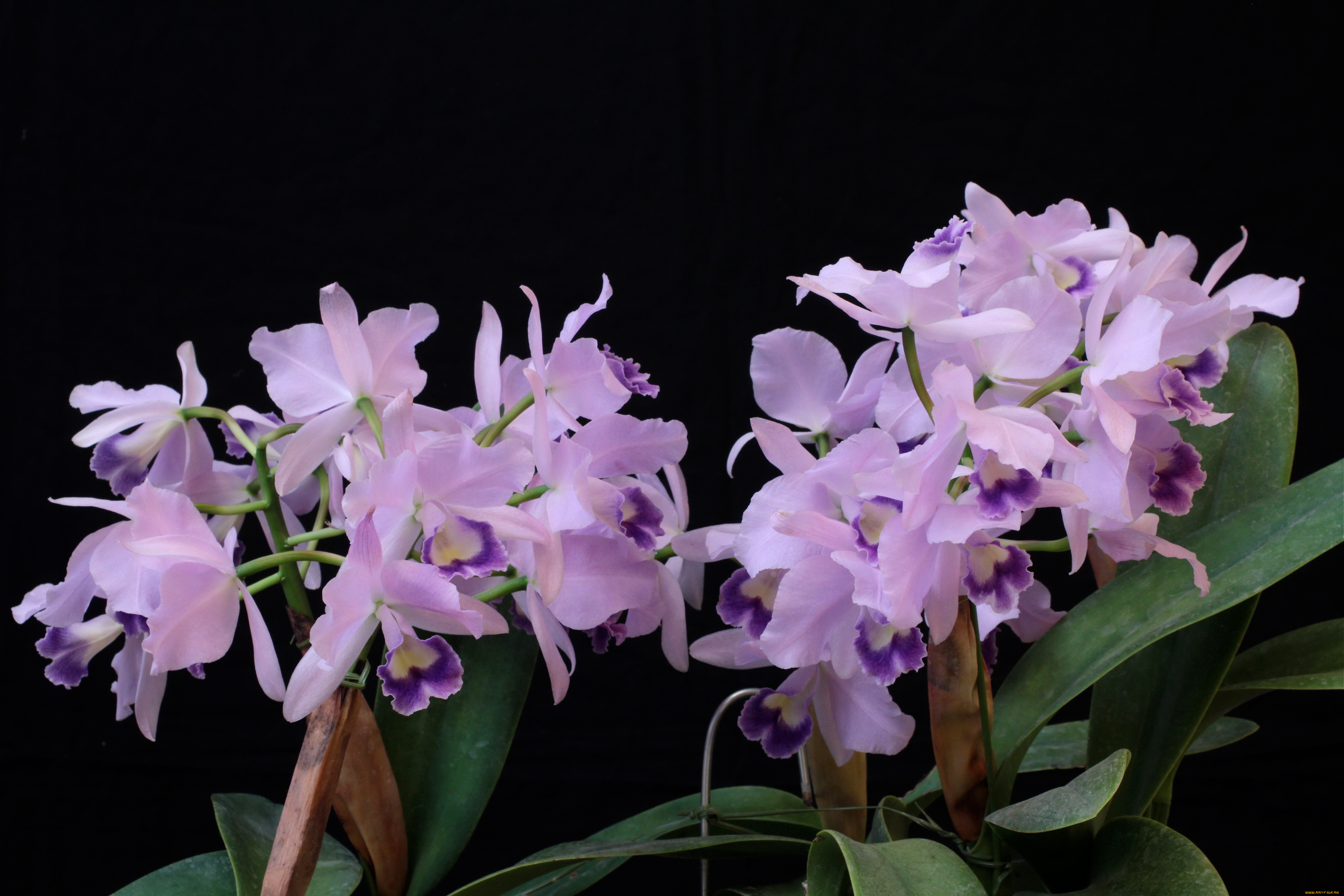 цветы, орхидеи