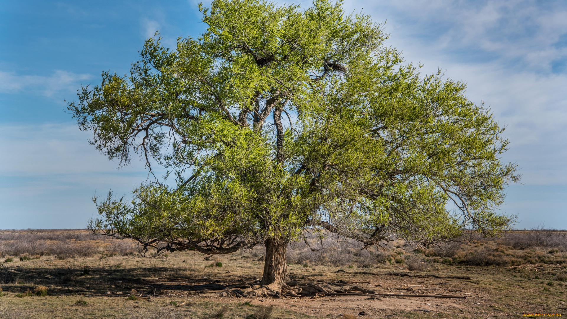 природа, деревья, крона, дерево