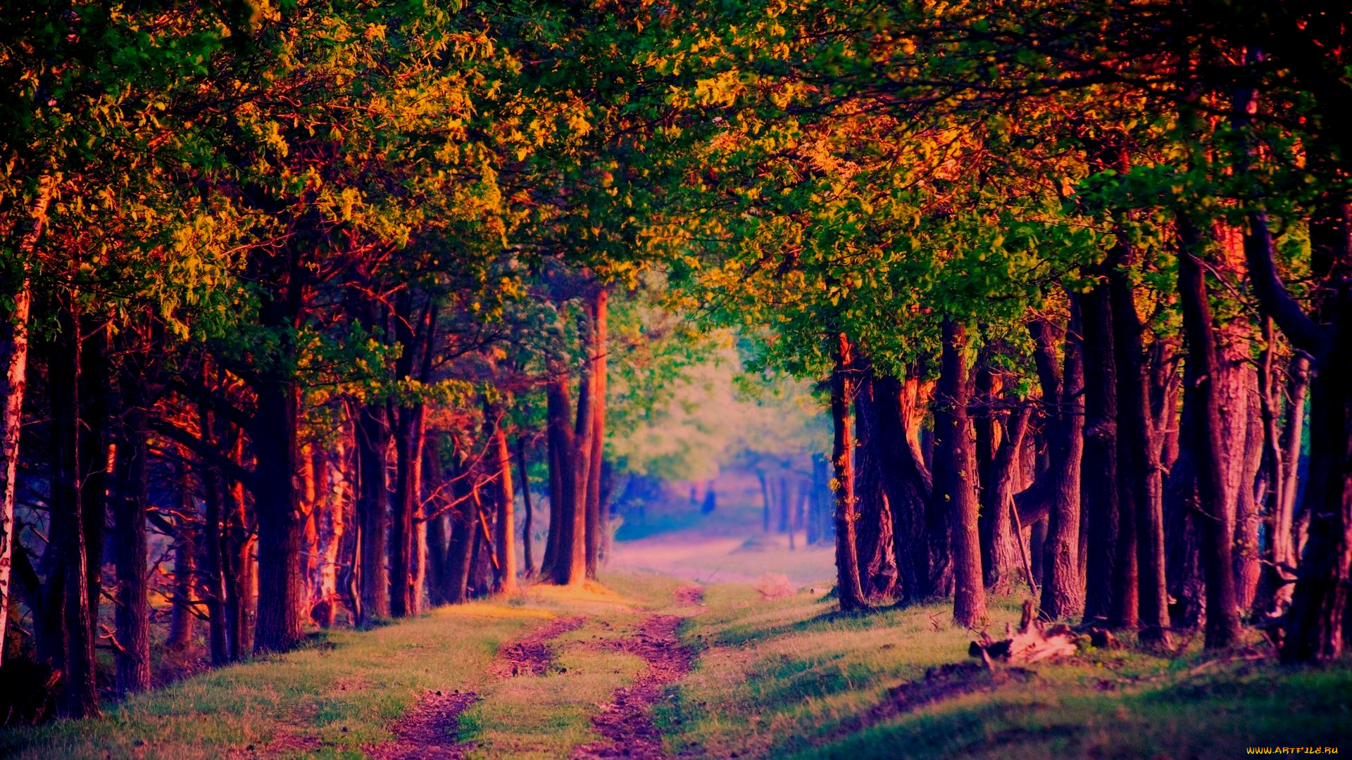 природа, дороги, вечер, тропинка, деревья, аллея
