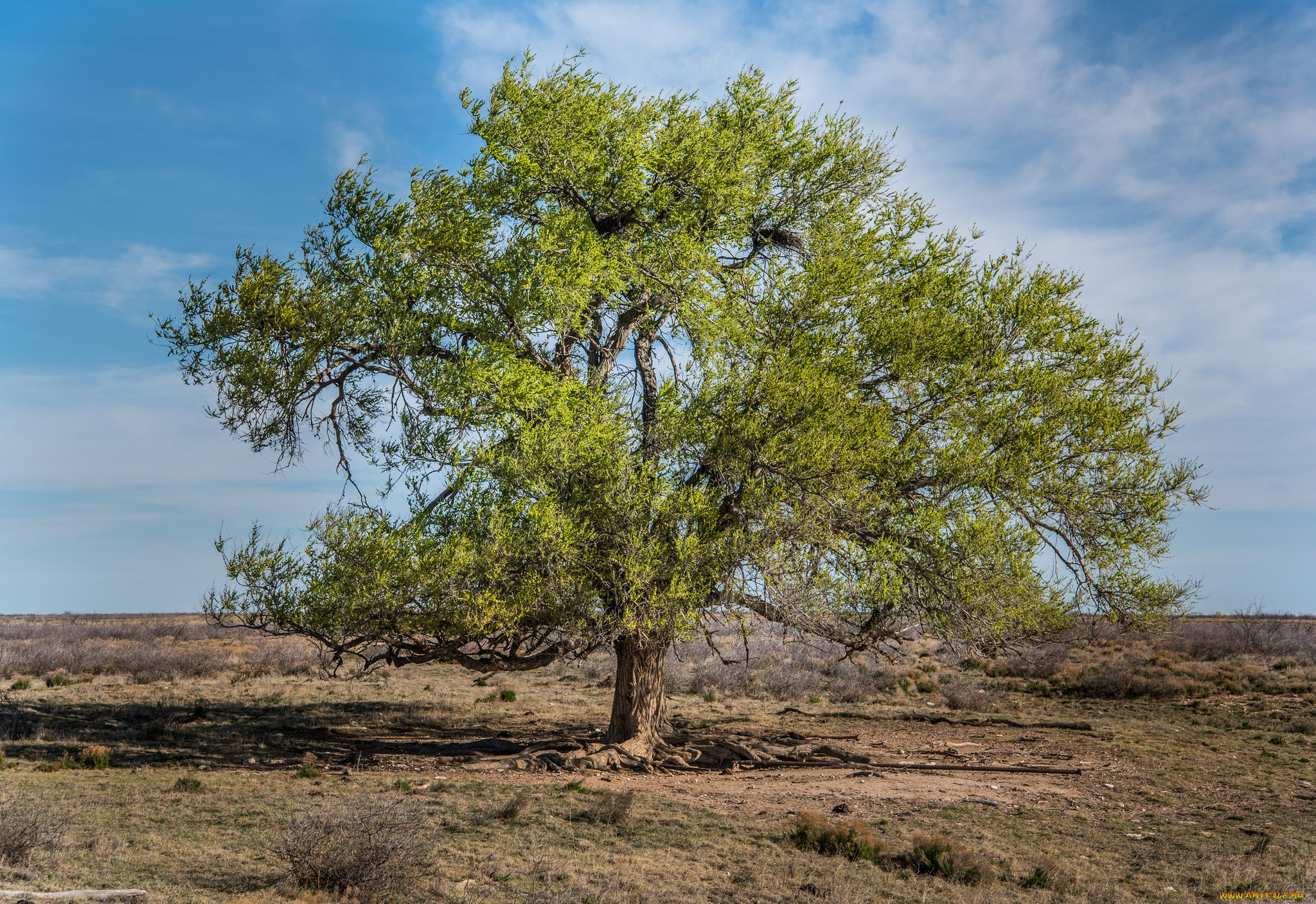 природа, деревья, крона, дерево