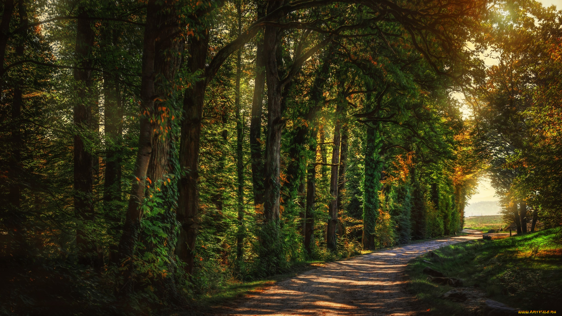 природа, дороги, hdr, деревья, дорога, лес