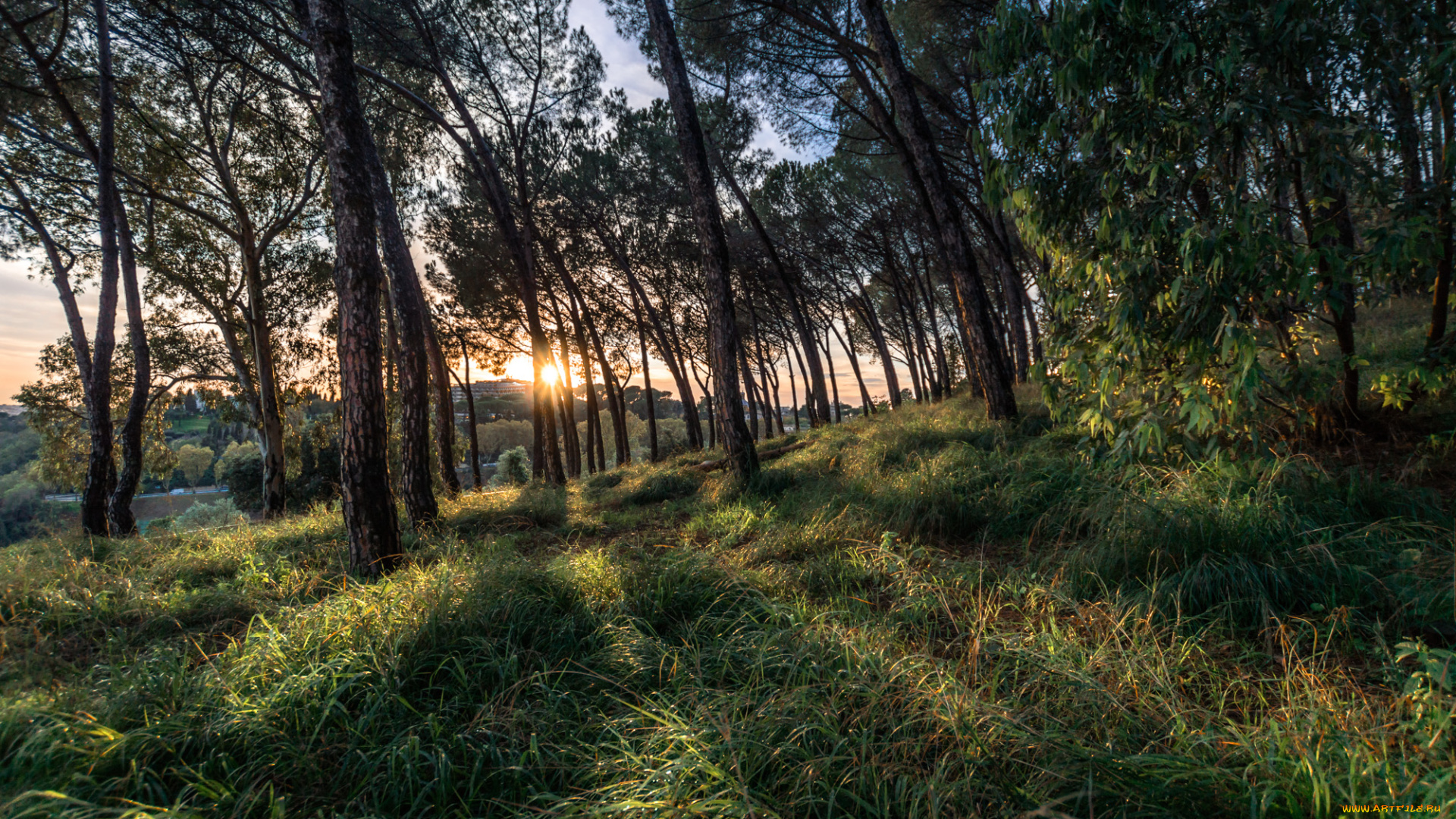 природа, лес, деревья