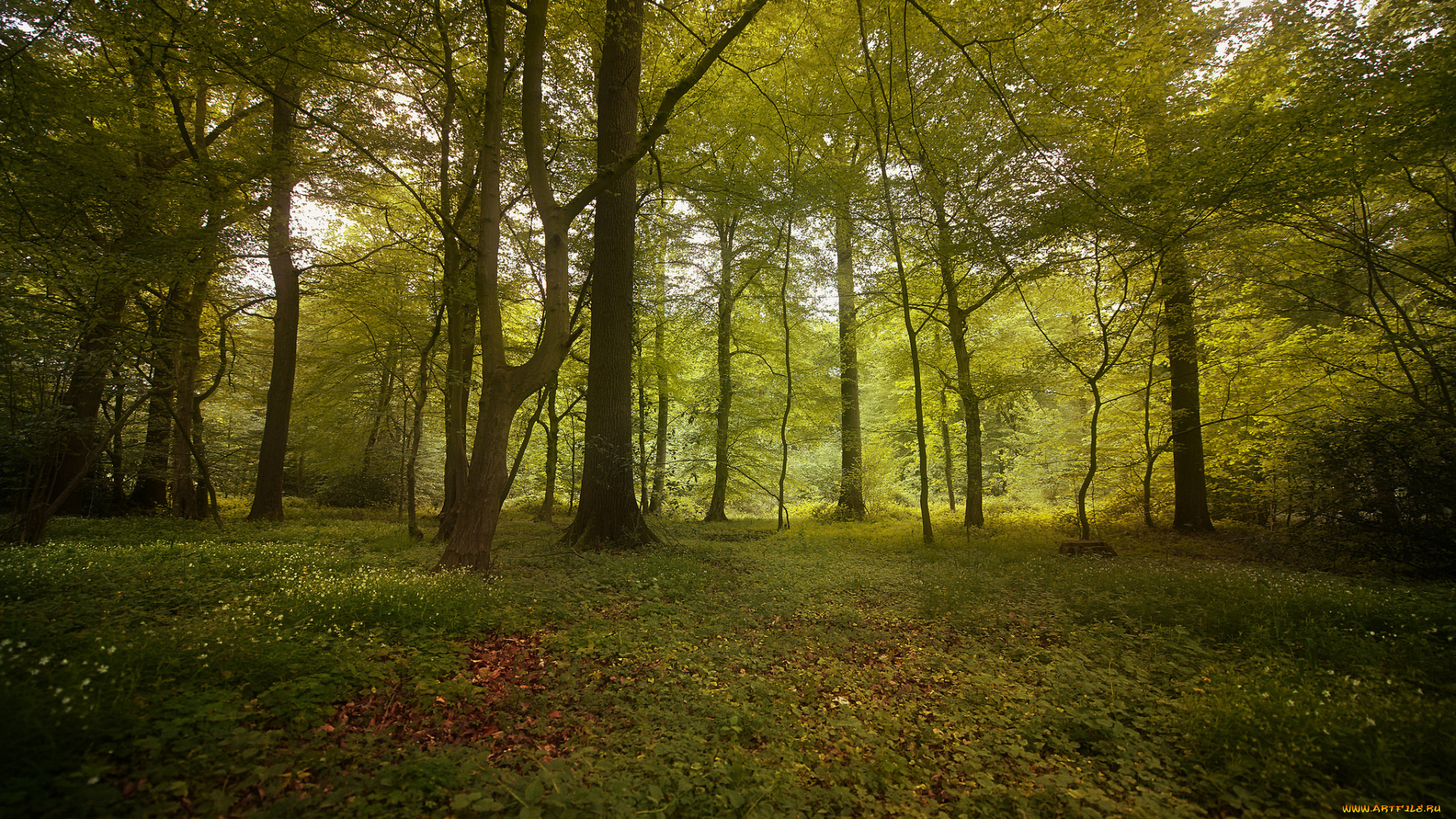 природа, лес, деревья