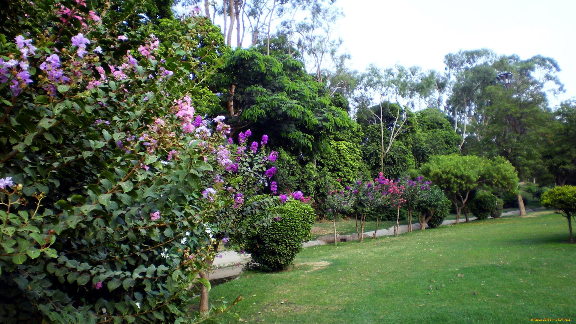 природа, парк, лужайка, цветущие, кусты