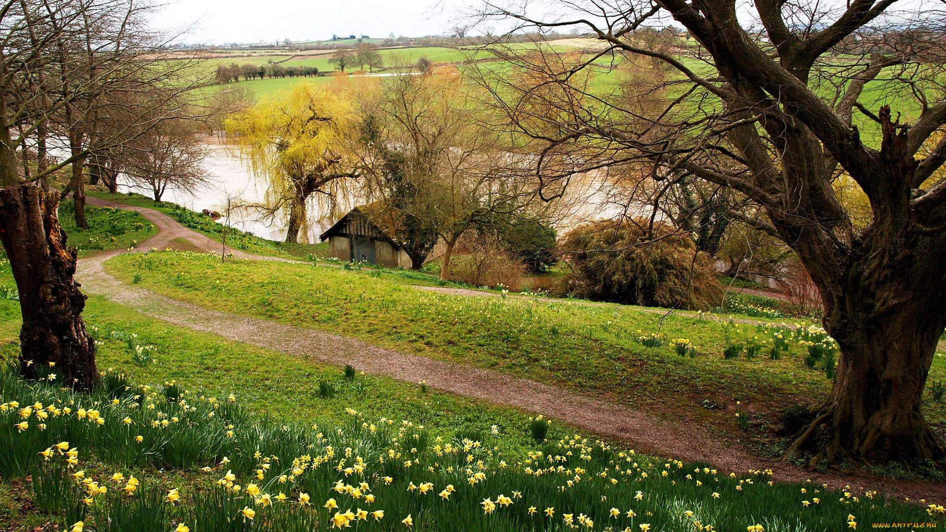 природа, пейзажи, река, дорожка, деревья, нарциссы, весна