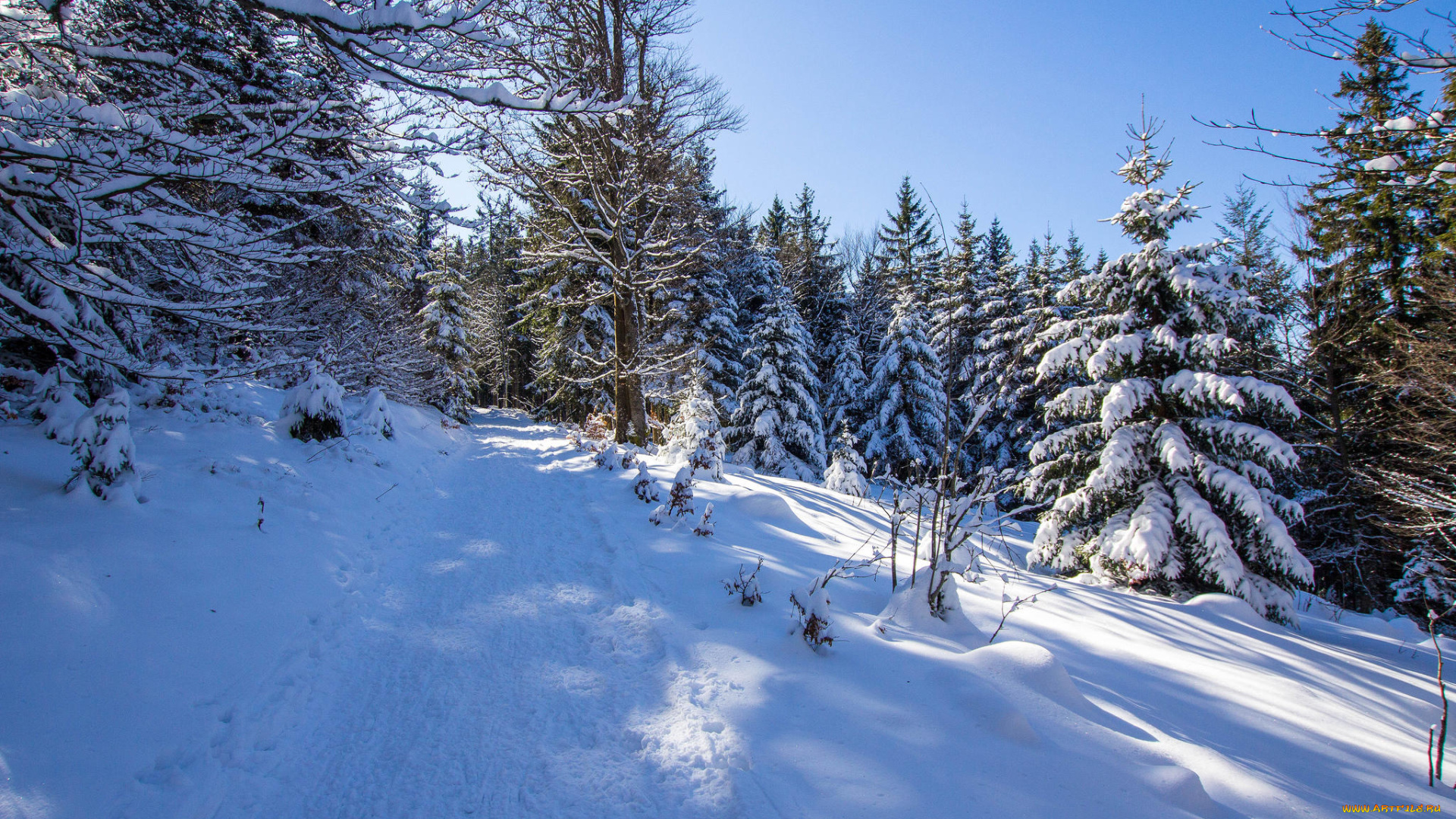 природа, зима, лес, дорога, деревья, пейзаж