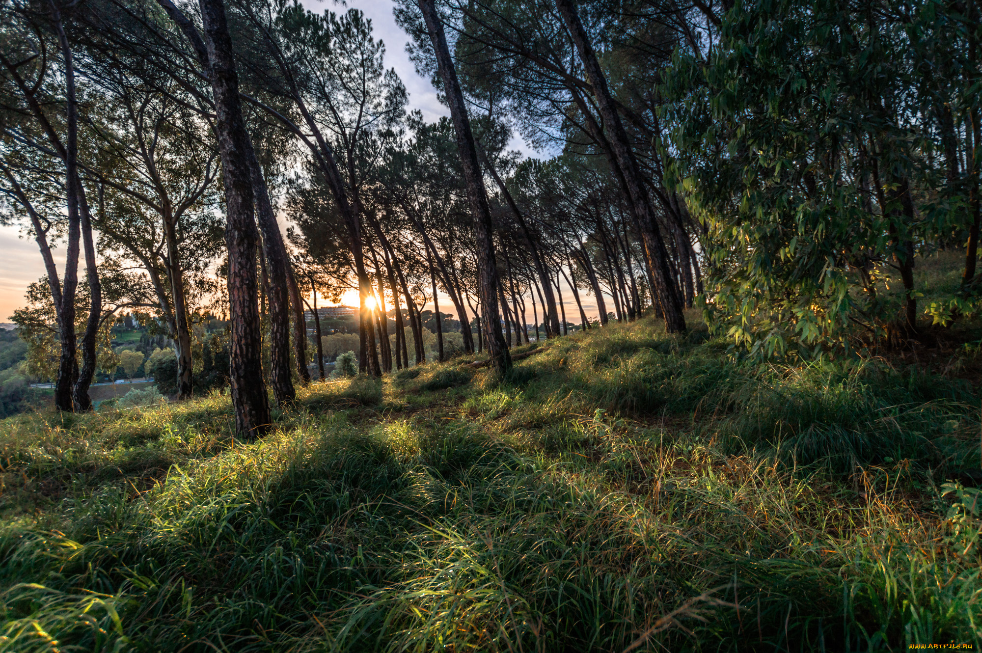 природа, лес, деревья