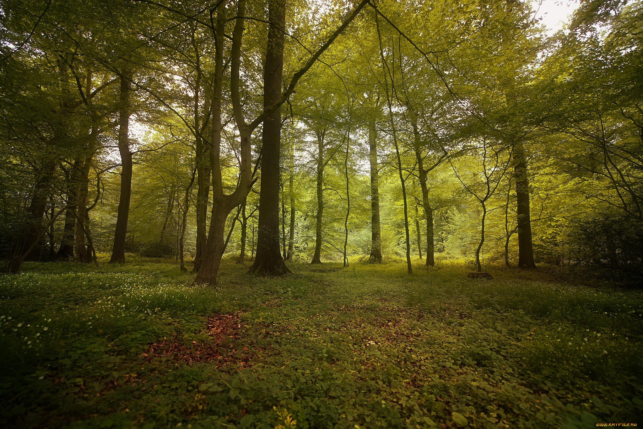 природа, лес, деревья