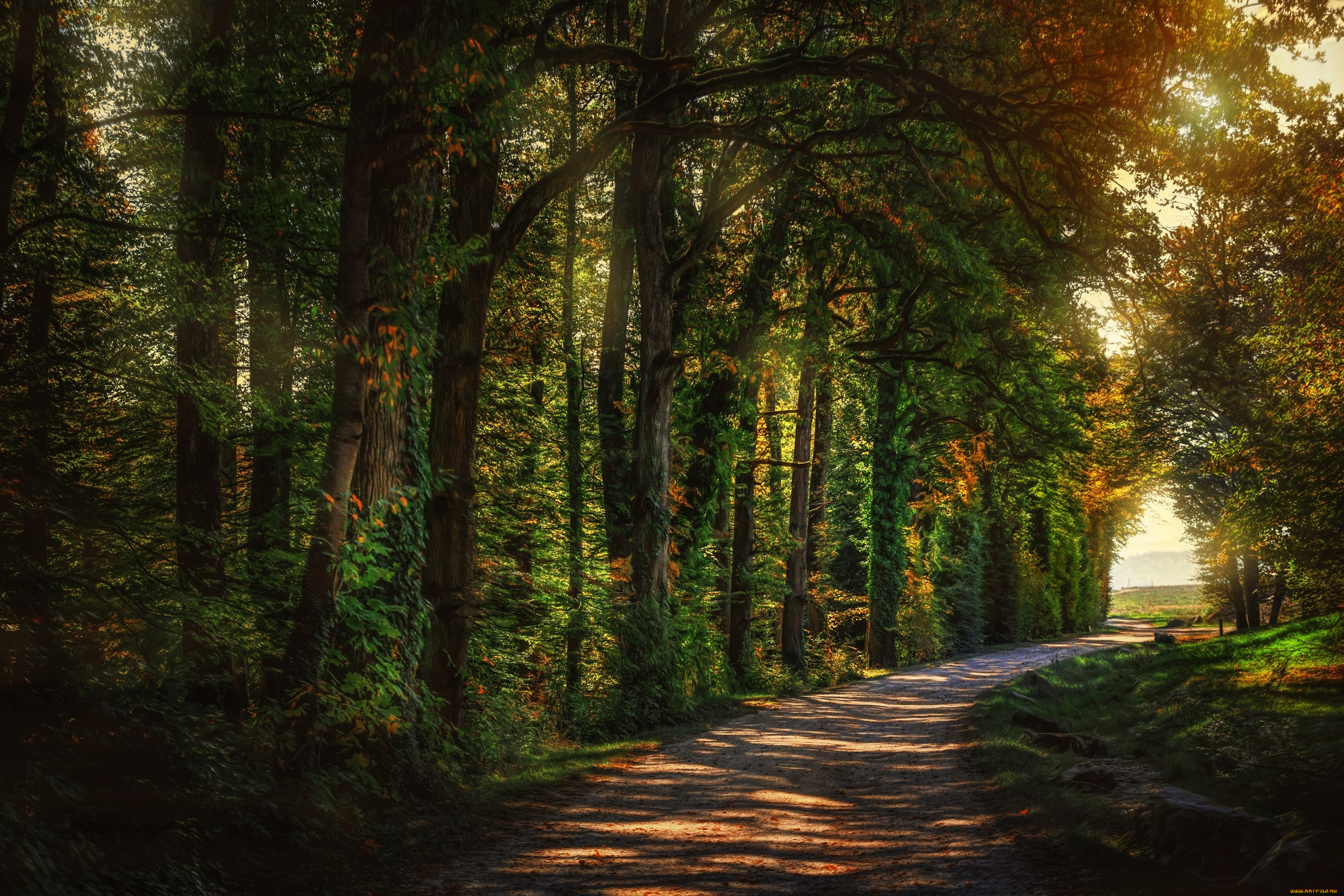 природа, дороги, hdr, деревья, дорога, лес