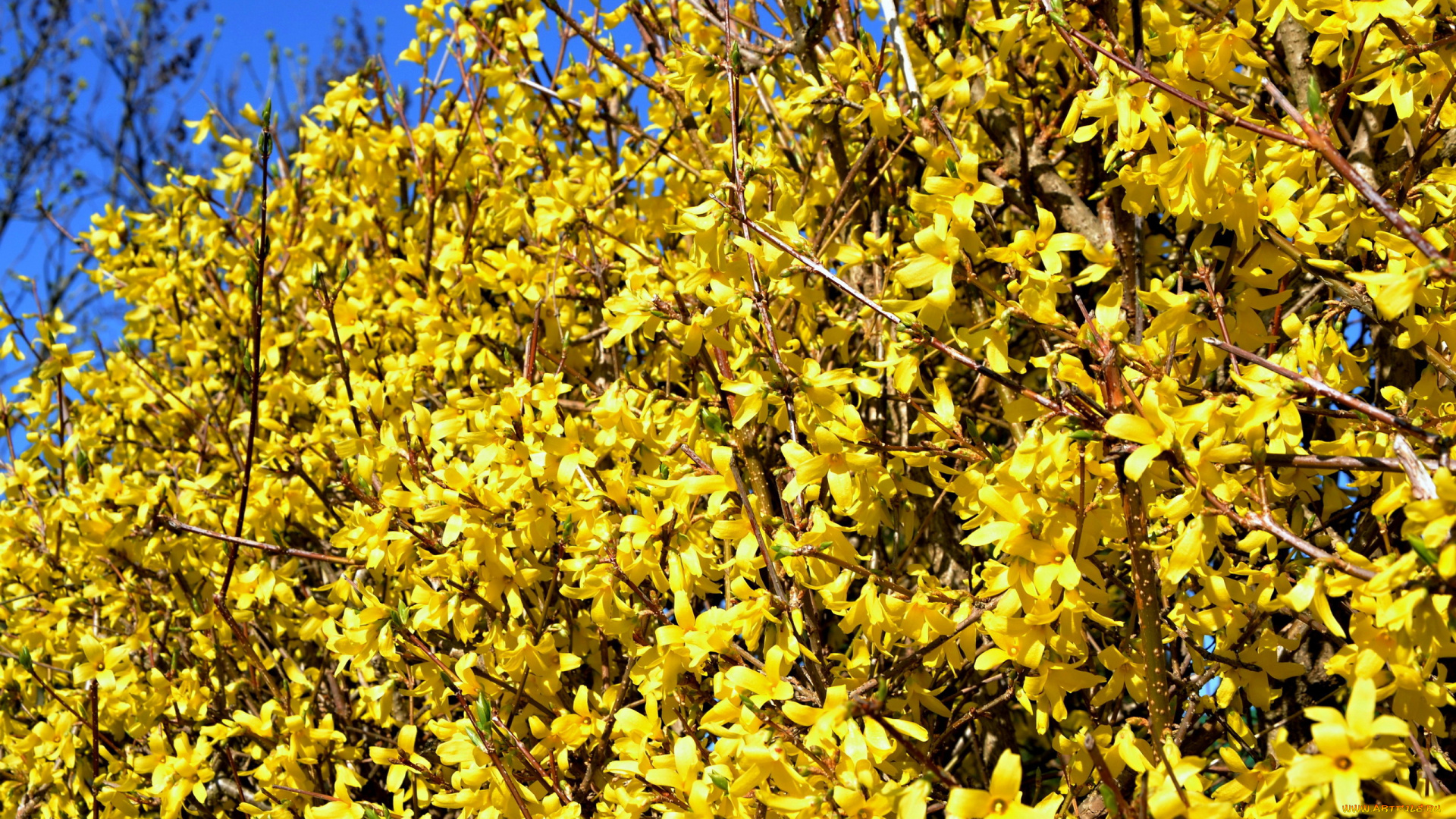 цветы, цветущие, деревья, , , кустарники, желтый