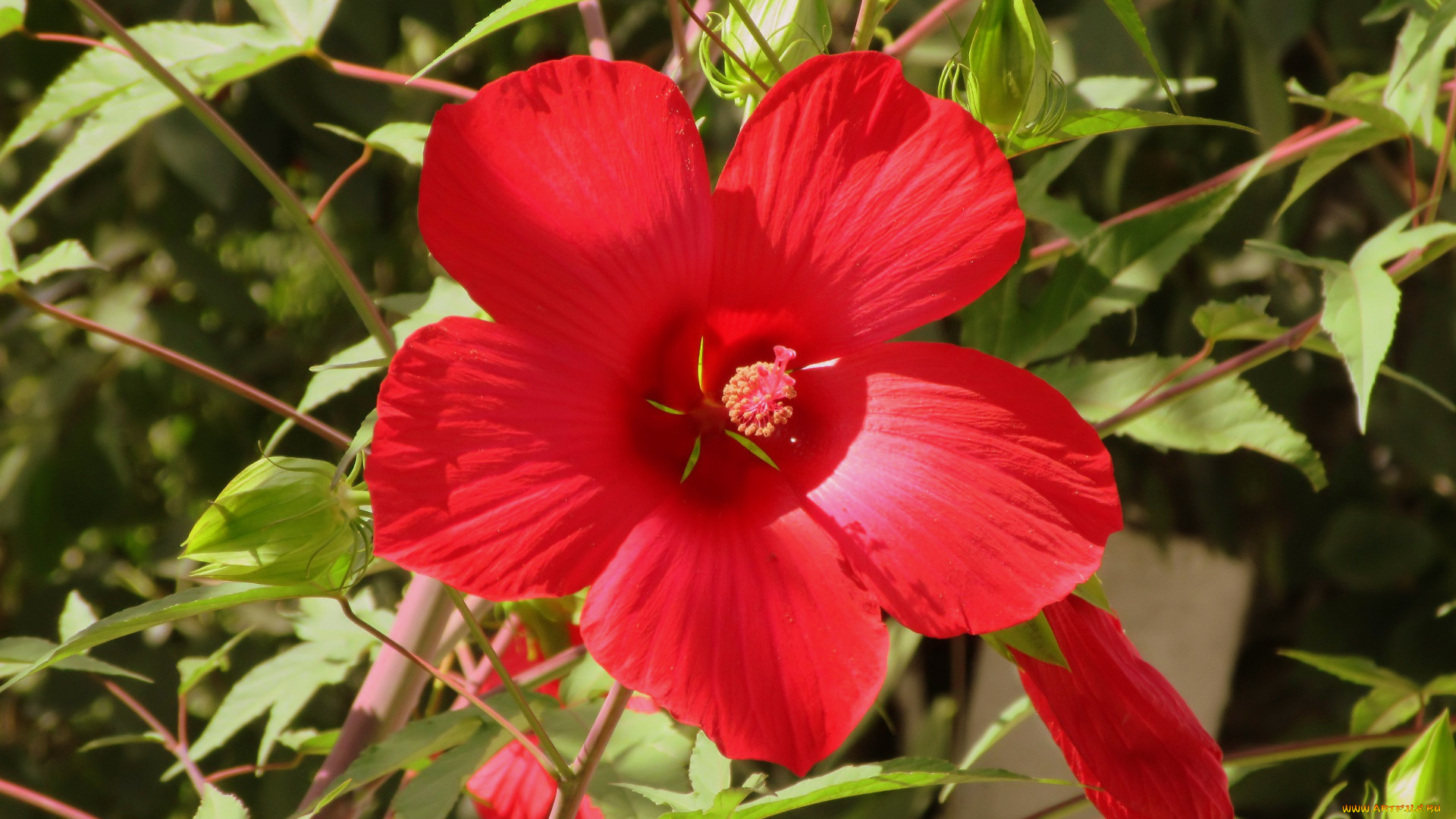 цветы, гибискусы, красный