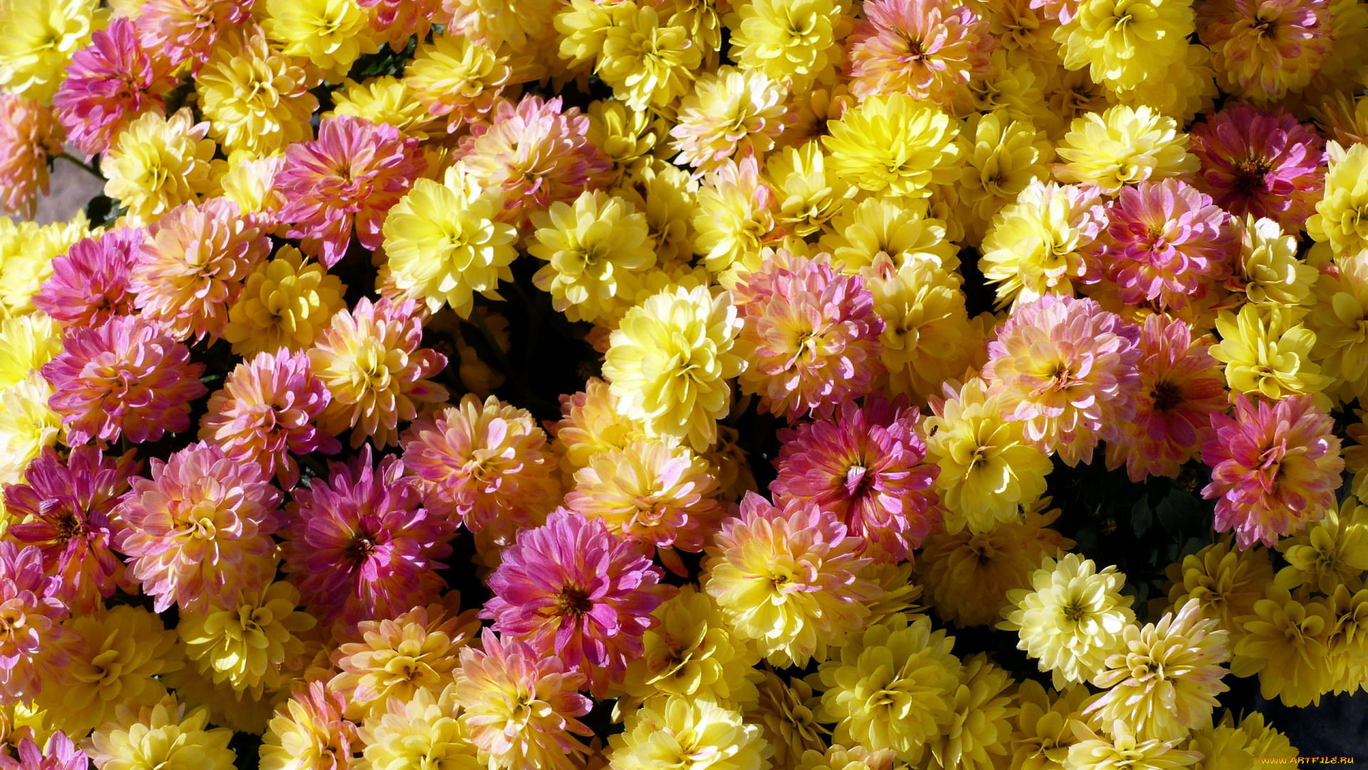 цветы, хризантемы, много