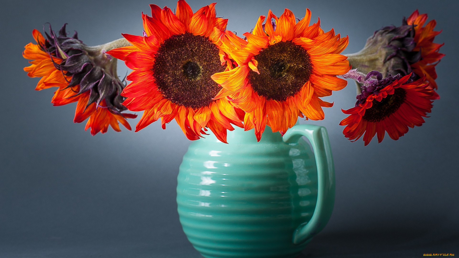 цветы, подсолнухи, букет