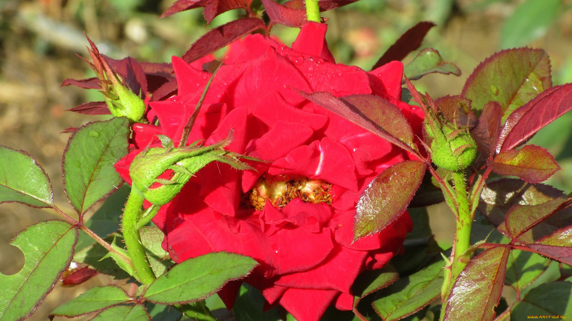 цветы, розы, роза