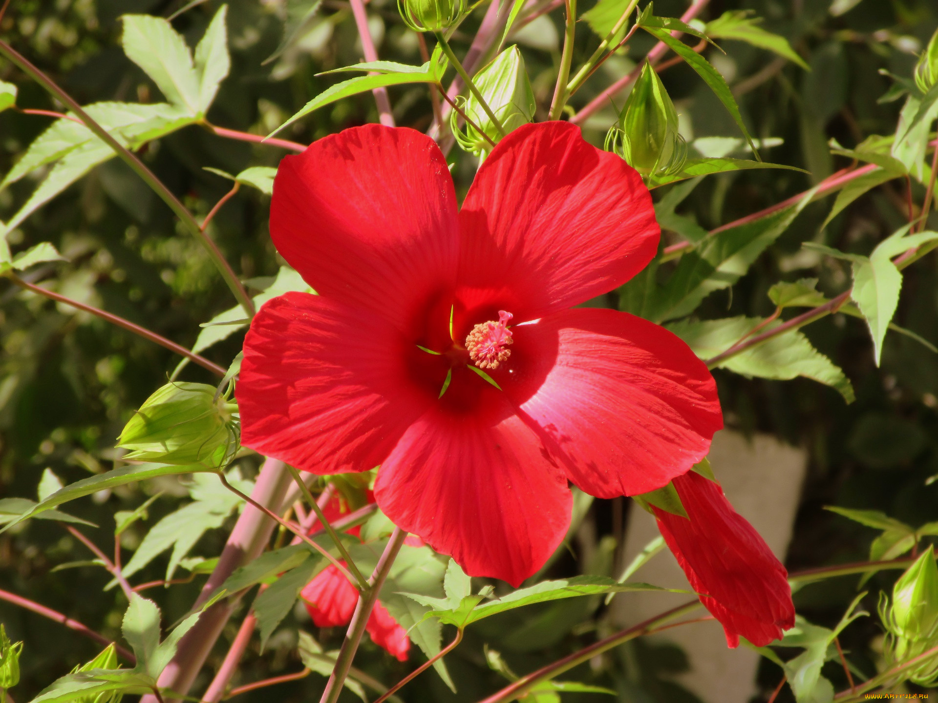 цветы, гибискусы, красный