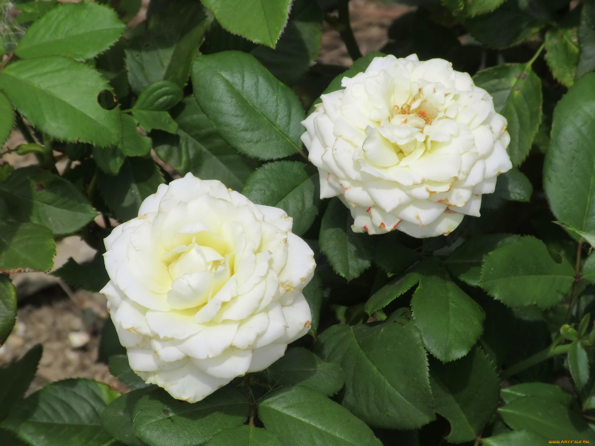 цветы, розы