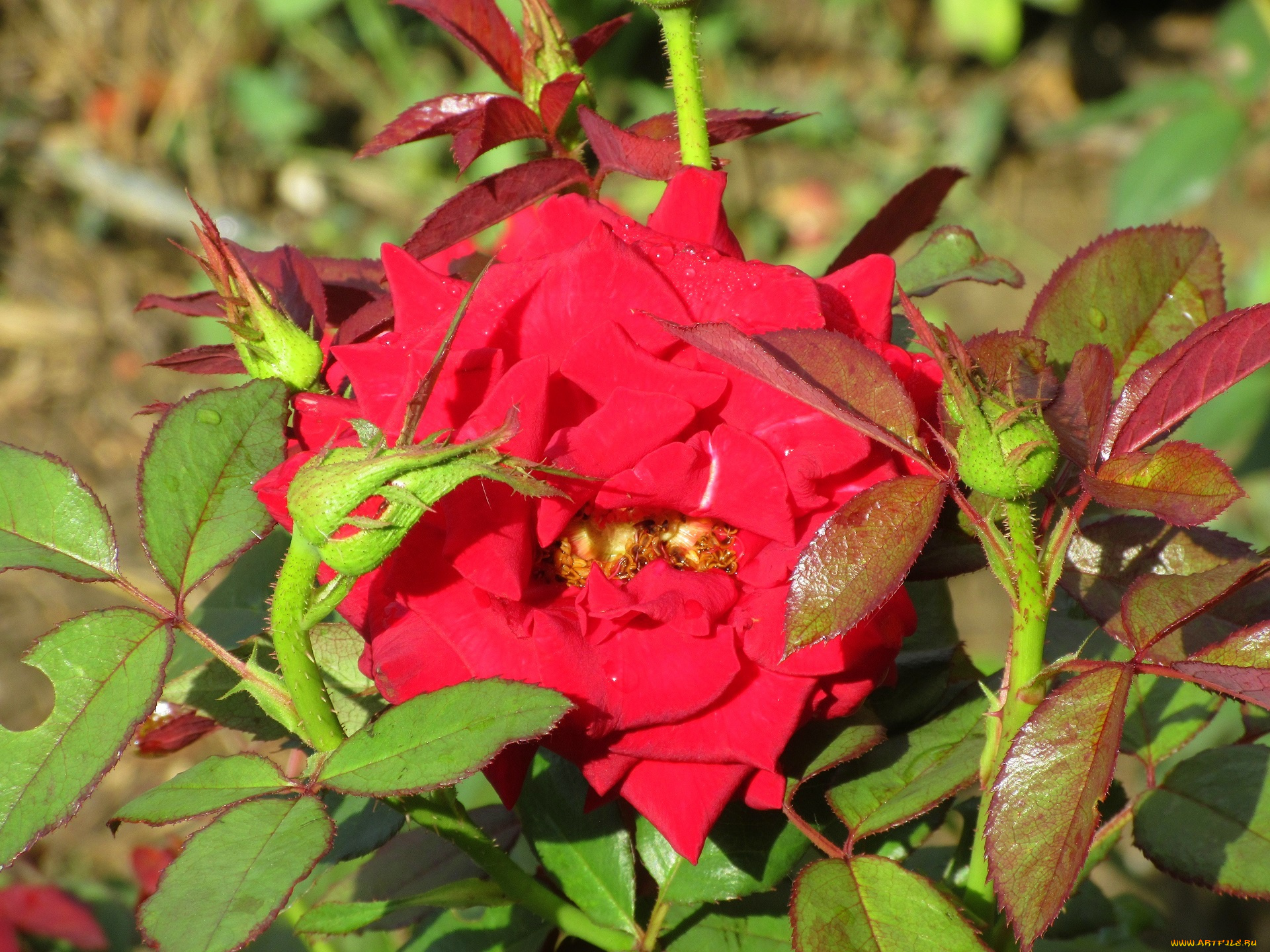 цветы, розы, роза