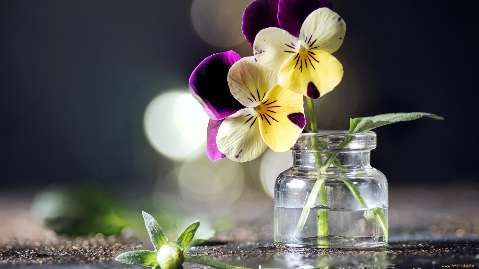 цветы, анютины, глазки, , садовые, фиалки, букетик, боке