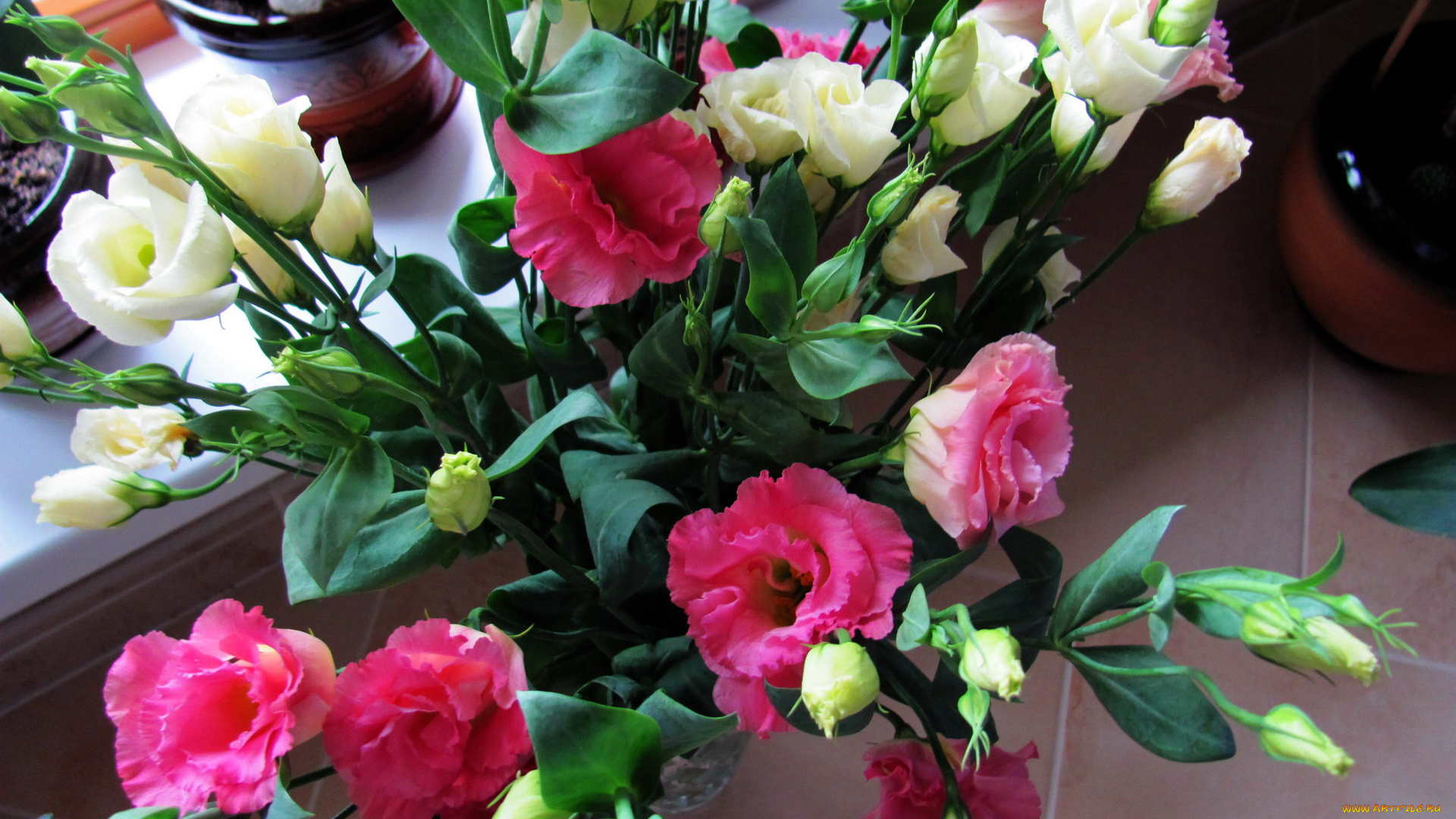 цветы, эустома