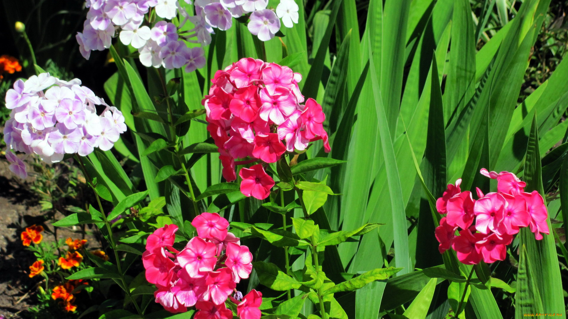 цветы, флоксы, соцветия