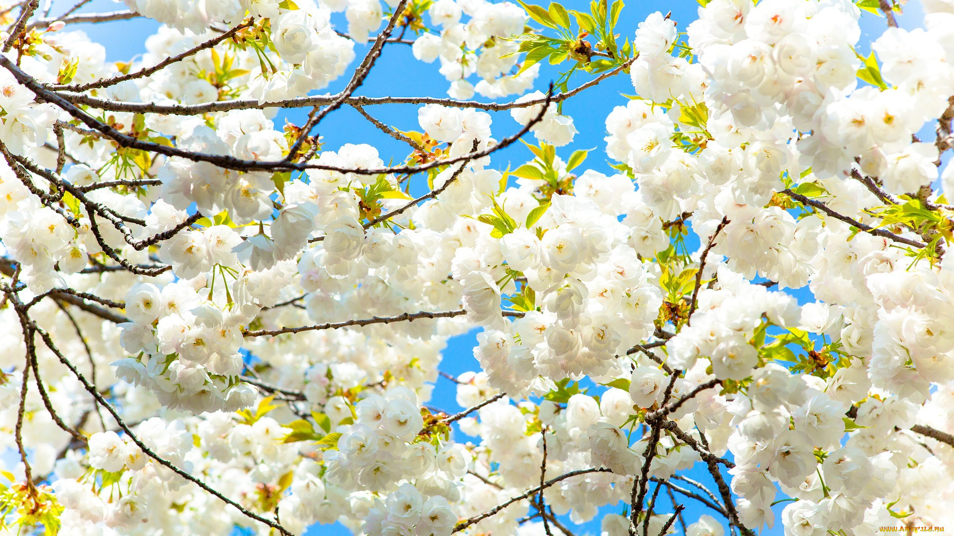 цветы, сакура, , вишня