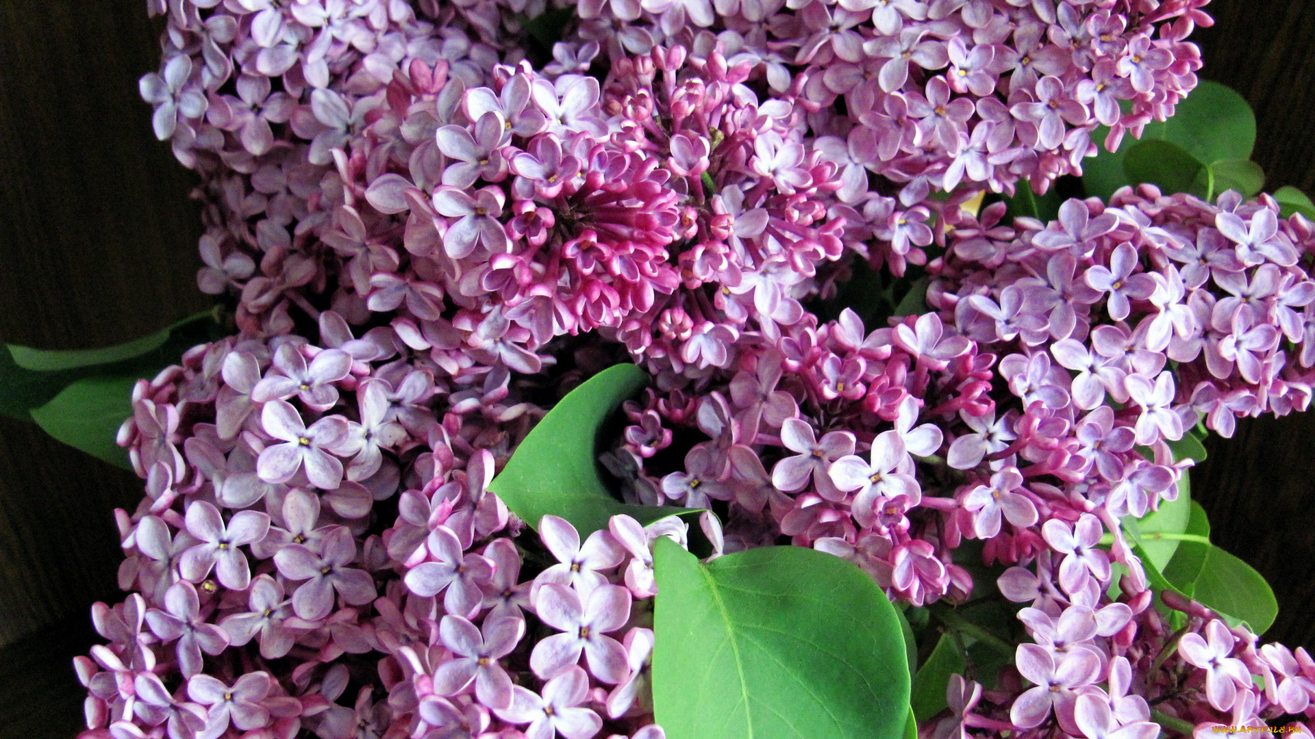 цветы, сирень, лиловый