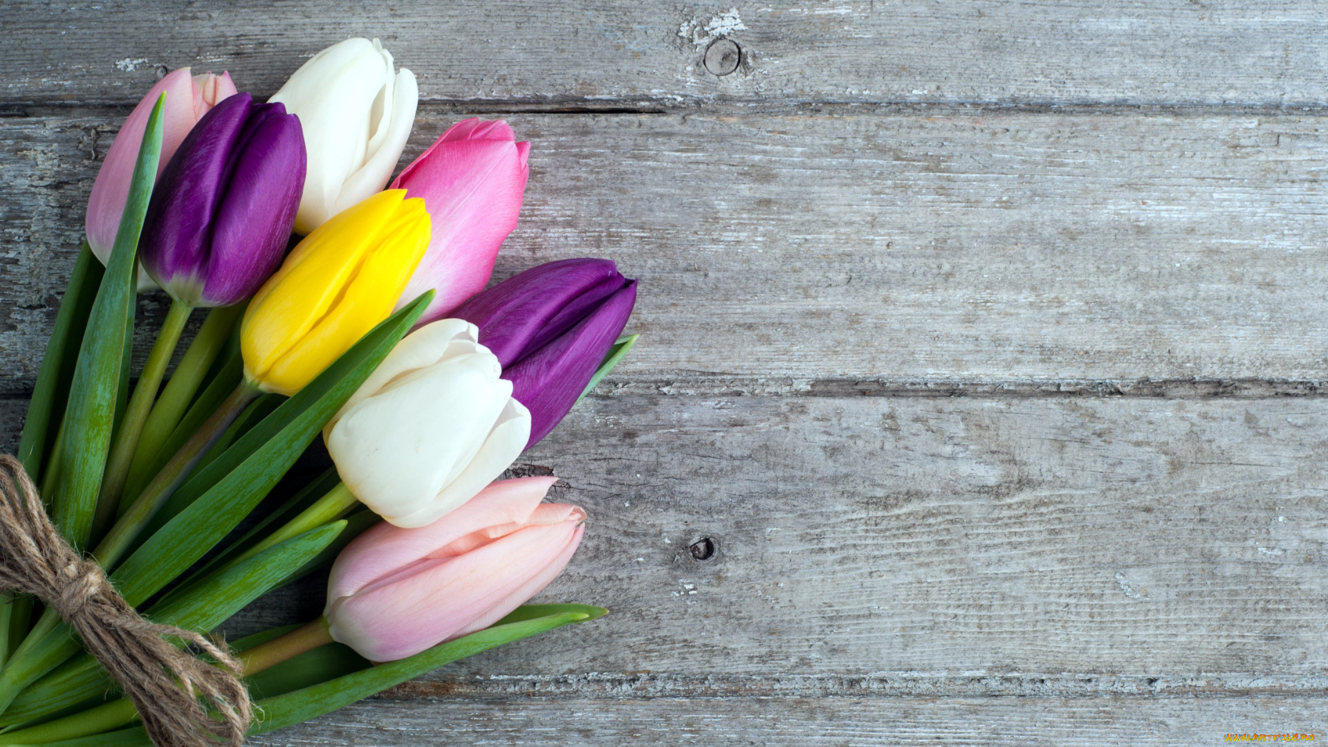 цветы, тюльпаны, бутоны