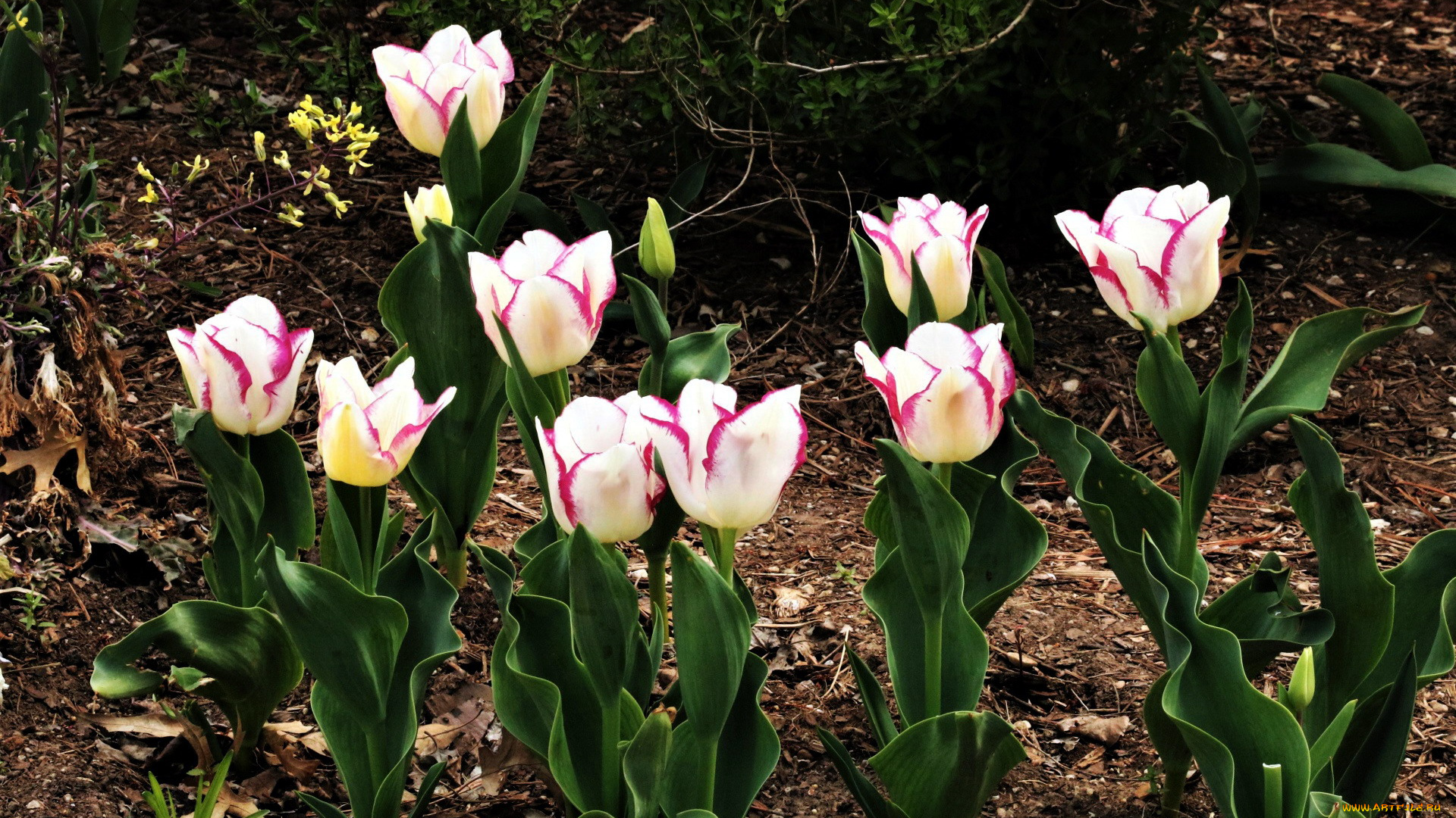 цветы, тюльпаны, бутоны