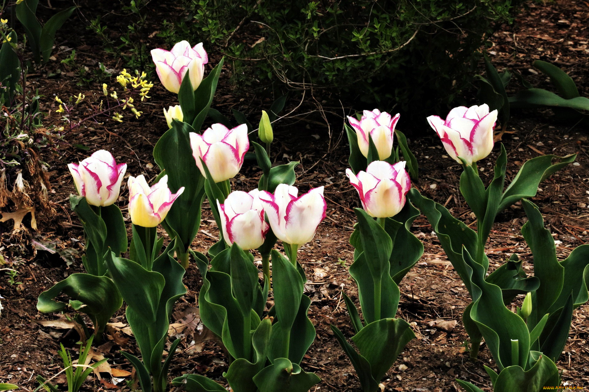 цветы, тюльпаны, бутоны