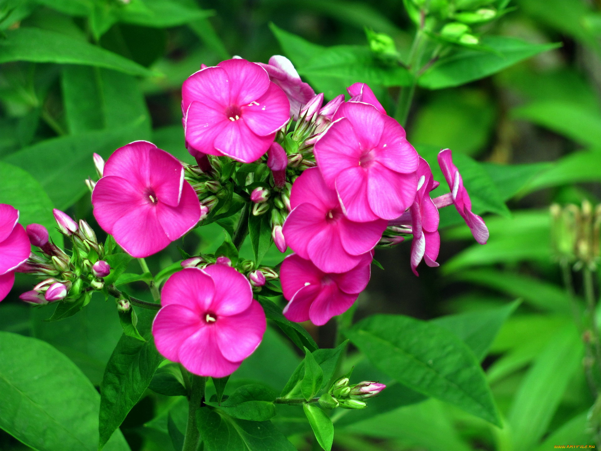 цветы, флоксы, розовый