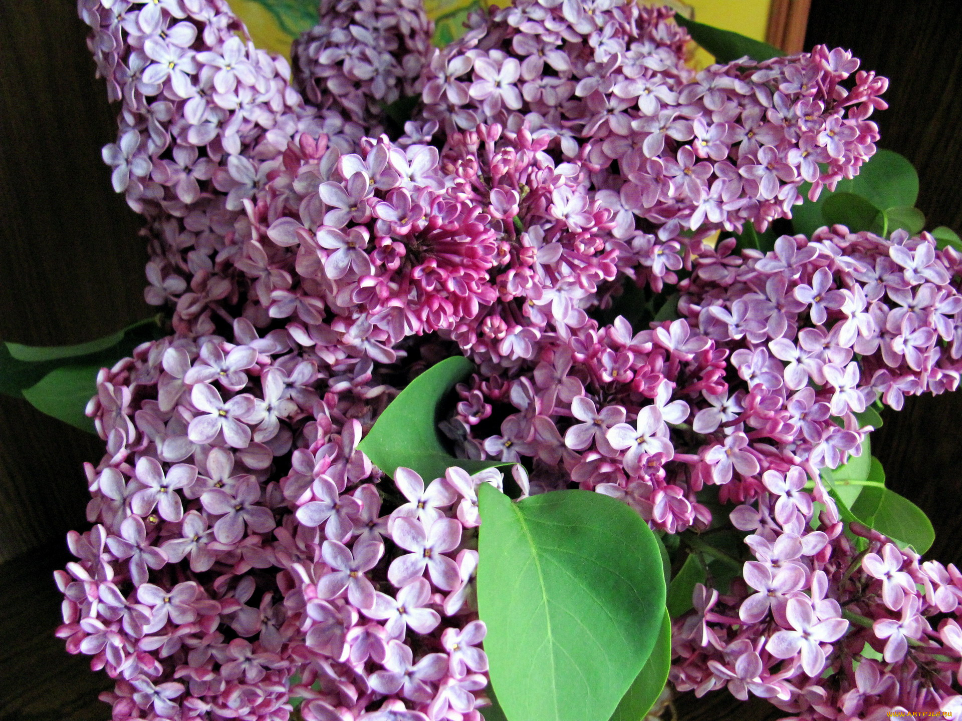 цветы, сирень, лиловый