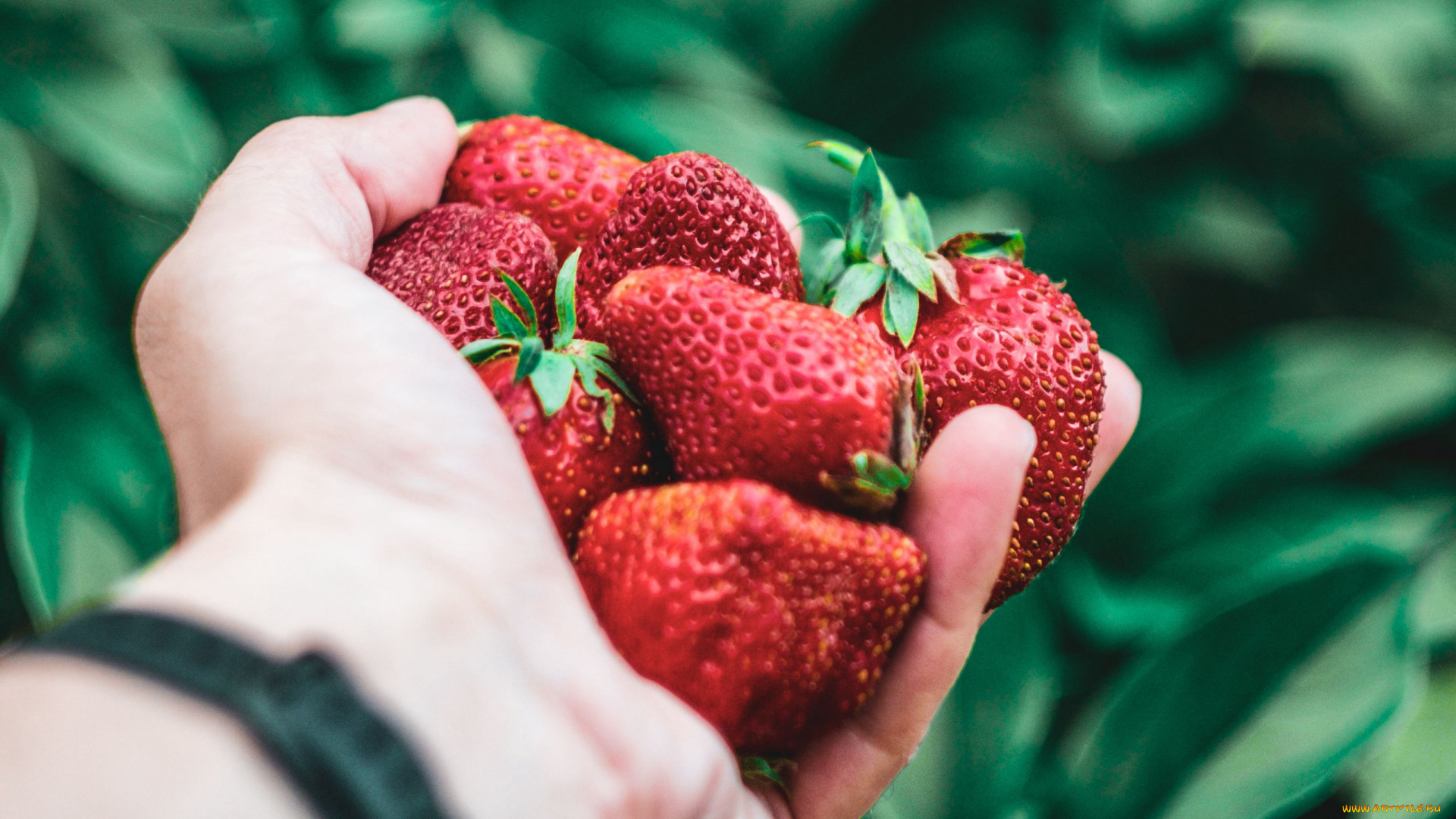 еда, клубника, , земляника