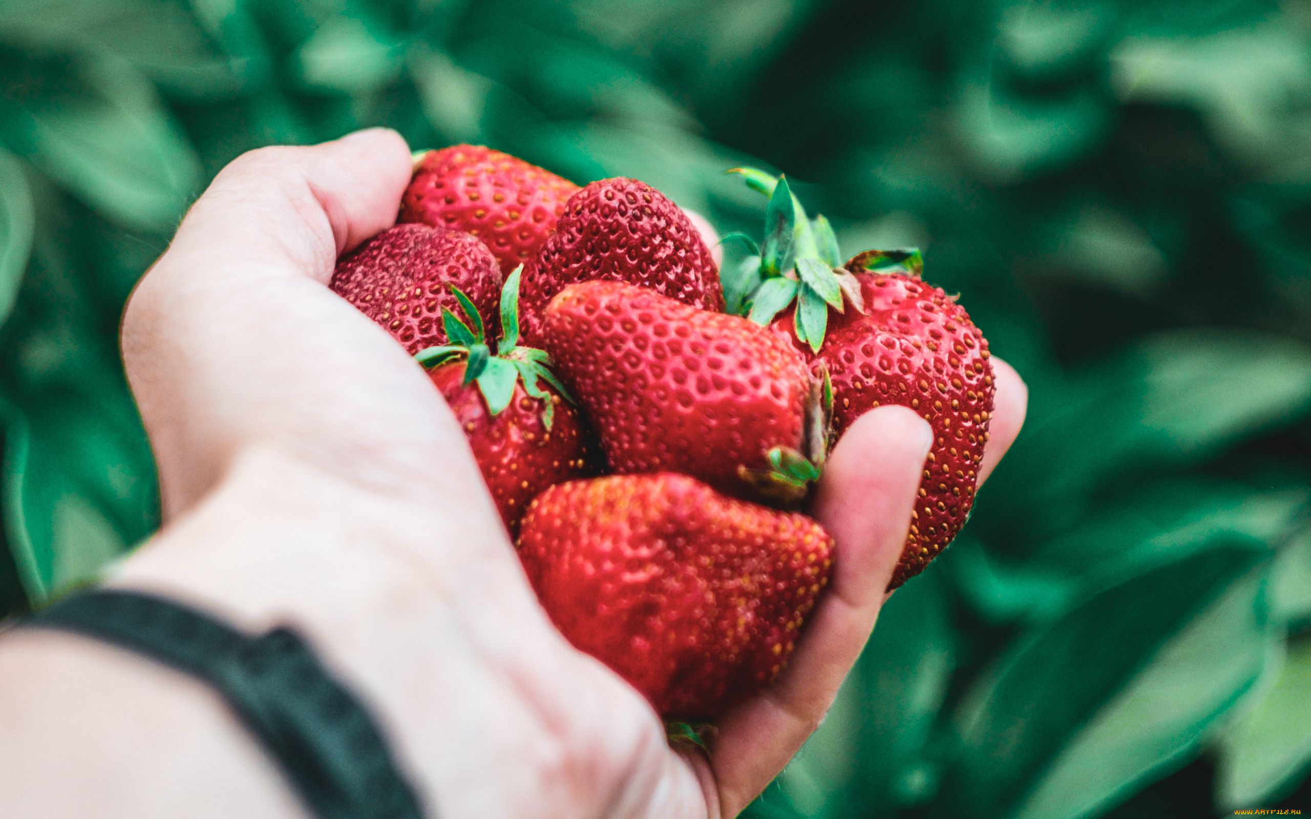 еда, клубника, , земляника