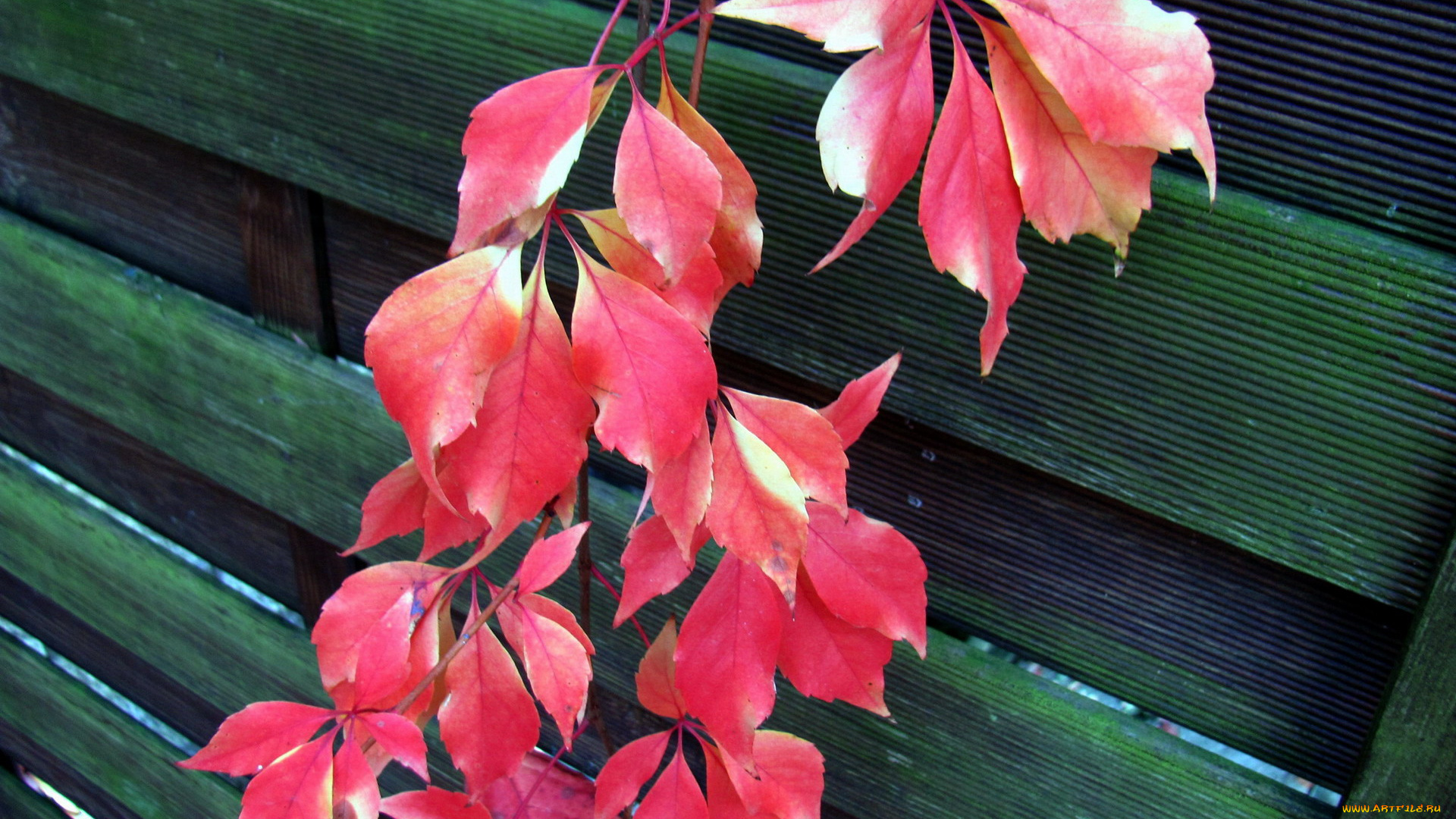 природа, листья, ветка, красные, осень