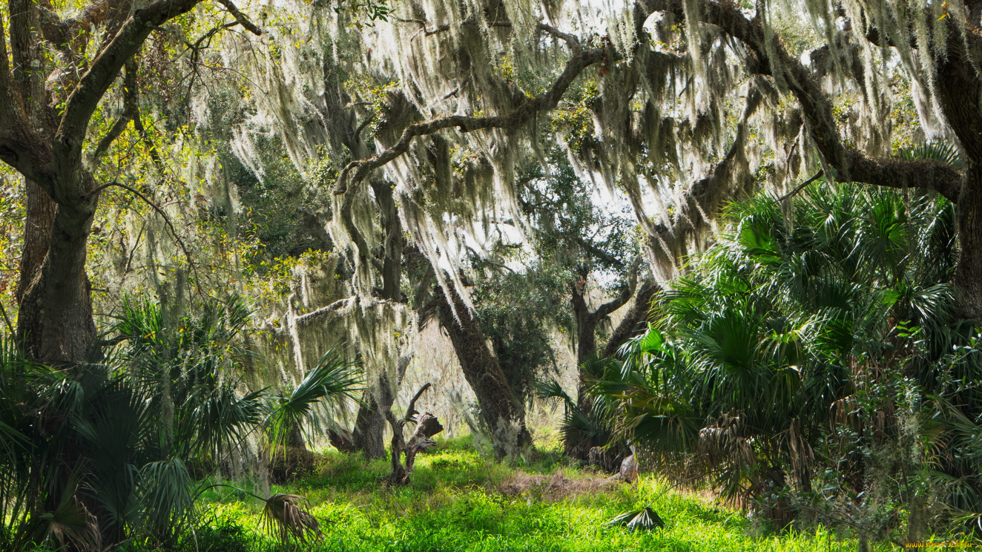 spanish, moss, central, florida, природа, деревья, spanish, moss, central, florida
