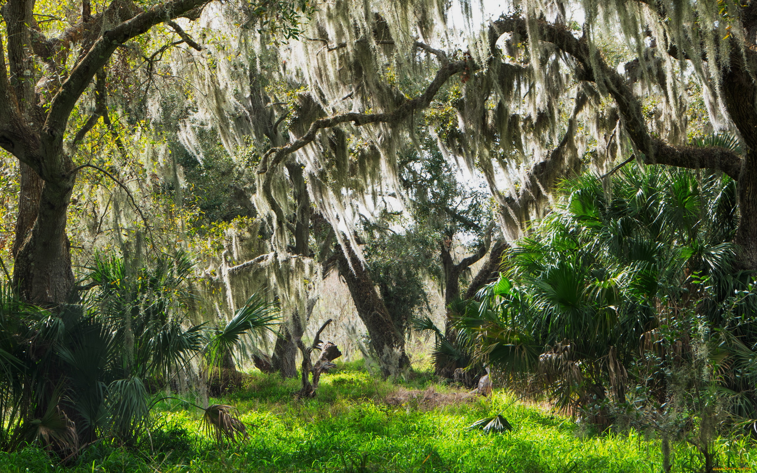 spanish, moss, central, florida, природа, деревья, spanish, moss, central, florida